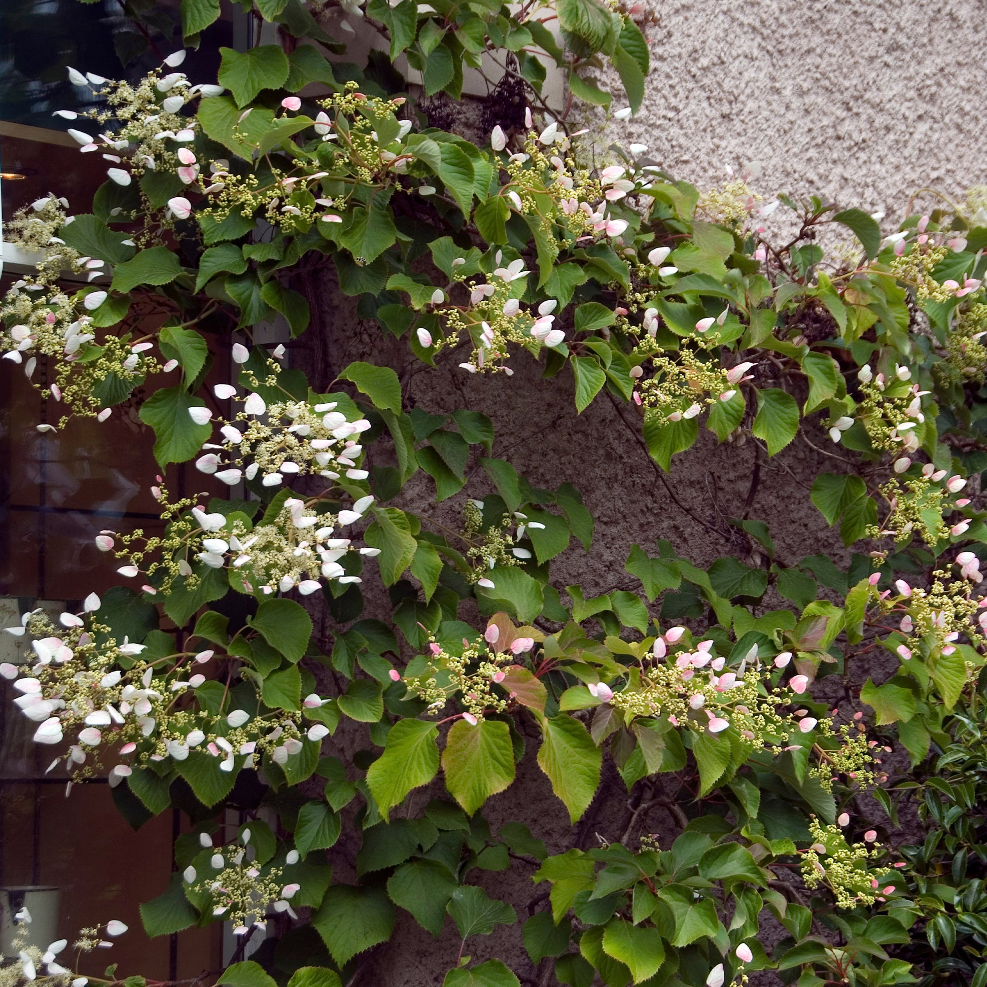 Schizophragma anomala petiolaris Brookside Little Leaf - Kletterhortensie ‘Brookside Little Leaf’ - Kletterhortensie