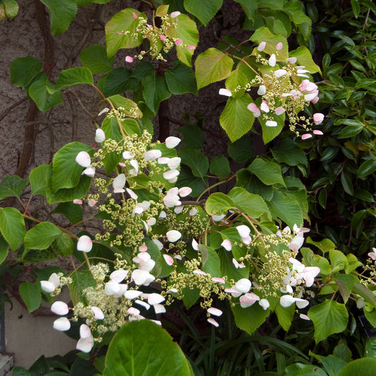 Kletterhortensie ‘Brookside Little Leaf’ - Bakker