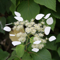 Kletterhortensie ‘Brookside Little Leaf’ - Schizophragma anomala petiolaris Brookside Little Leaf - Bakker
