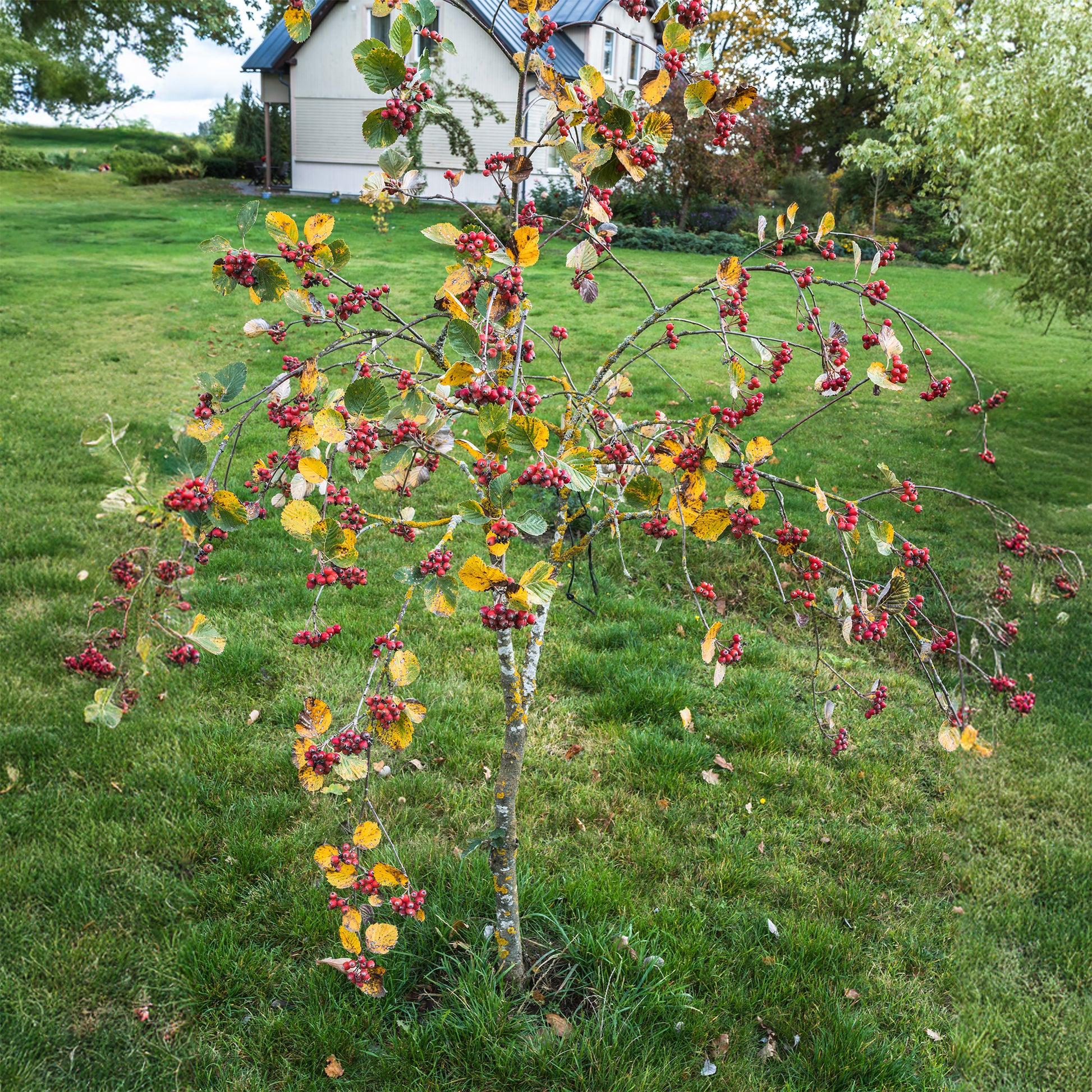 Mehlbeere ‘Lutescens’ - Bakker