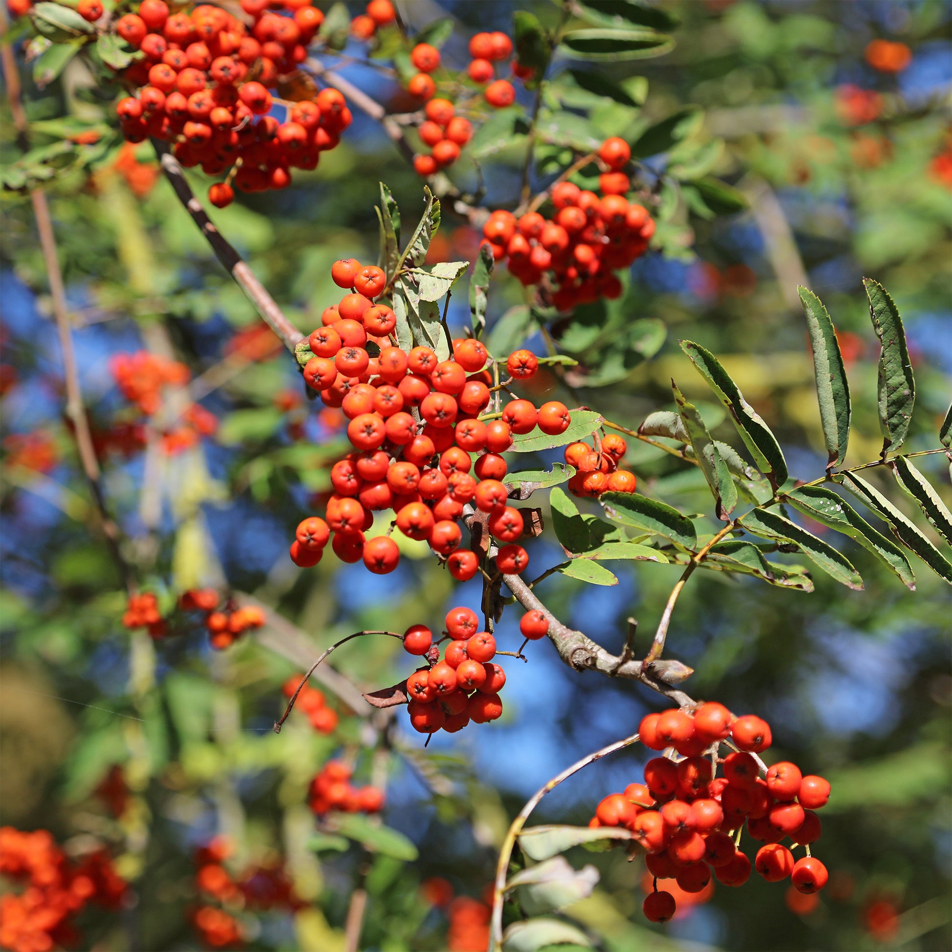 Sorbus aucuparia - Gewöhnliche Eberesche - Vogelbeere