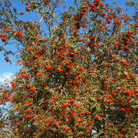 Verkauf Gewöhnliche Eberesche - Sorbus aucuparia