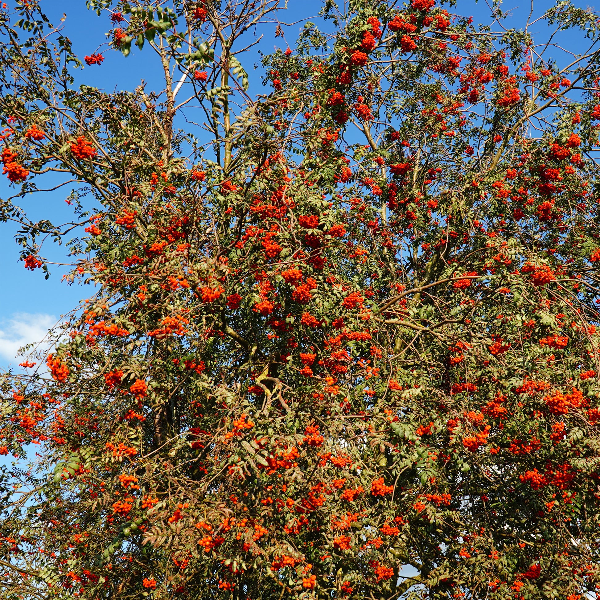 Verkauf Gewöhnliche Eberesche - Sorbus aucuparia