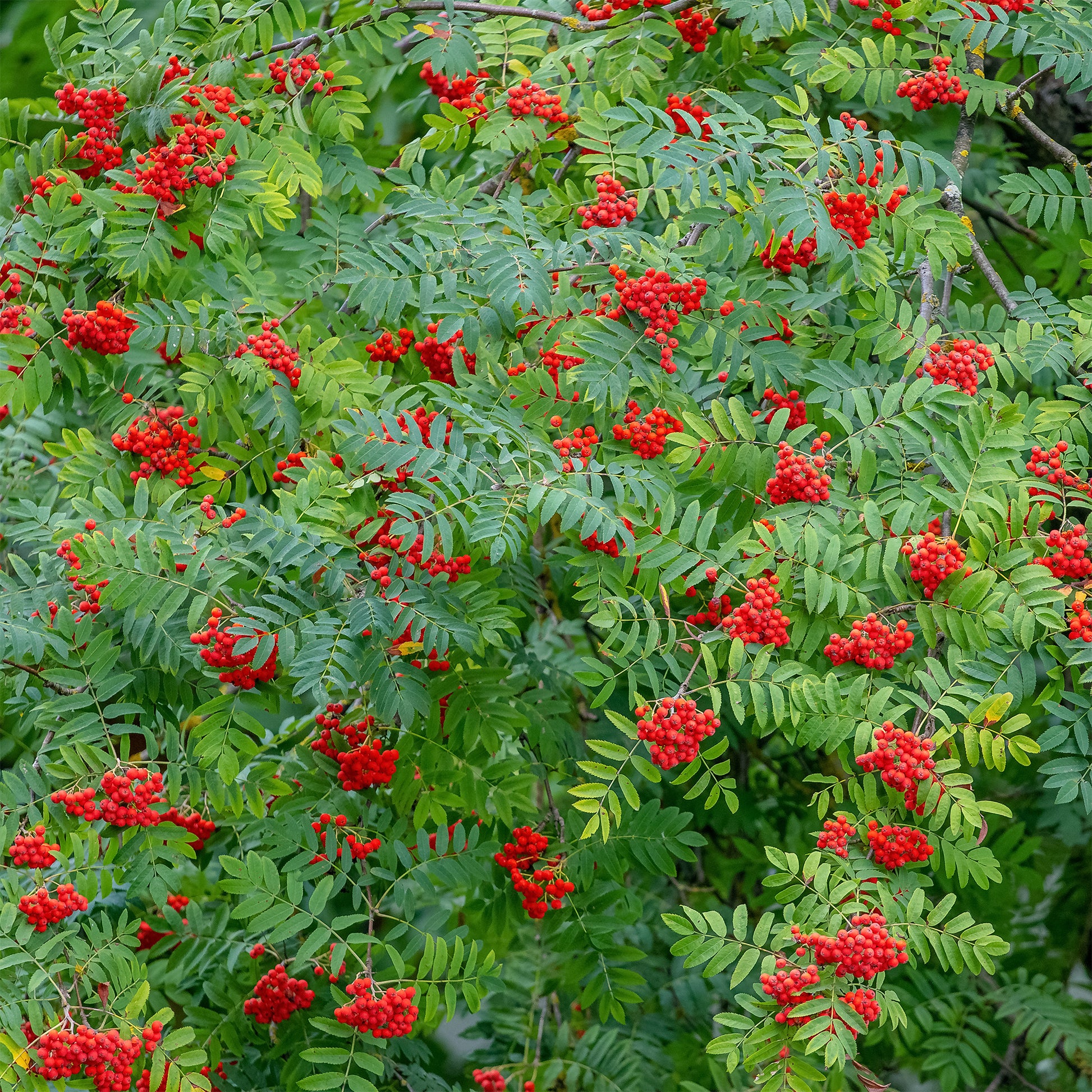Vogelbeere - Gewöhnliche Eberesche - Sorbus aucuparia