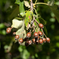 Elsbeere - Sorbus torminalis - Bakker