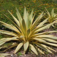 Yucca gloriosa Citrus Twist ® - Kerzen-Palmlilie ‘Citrus Twist’® - Yucca - Palmlilie