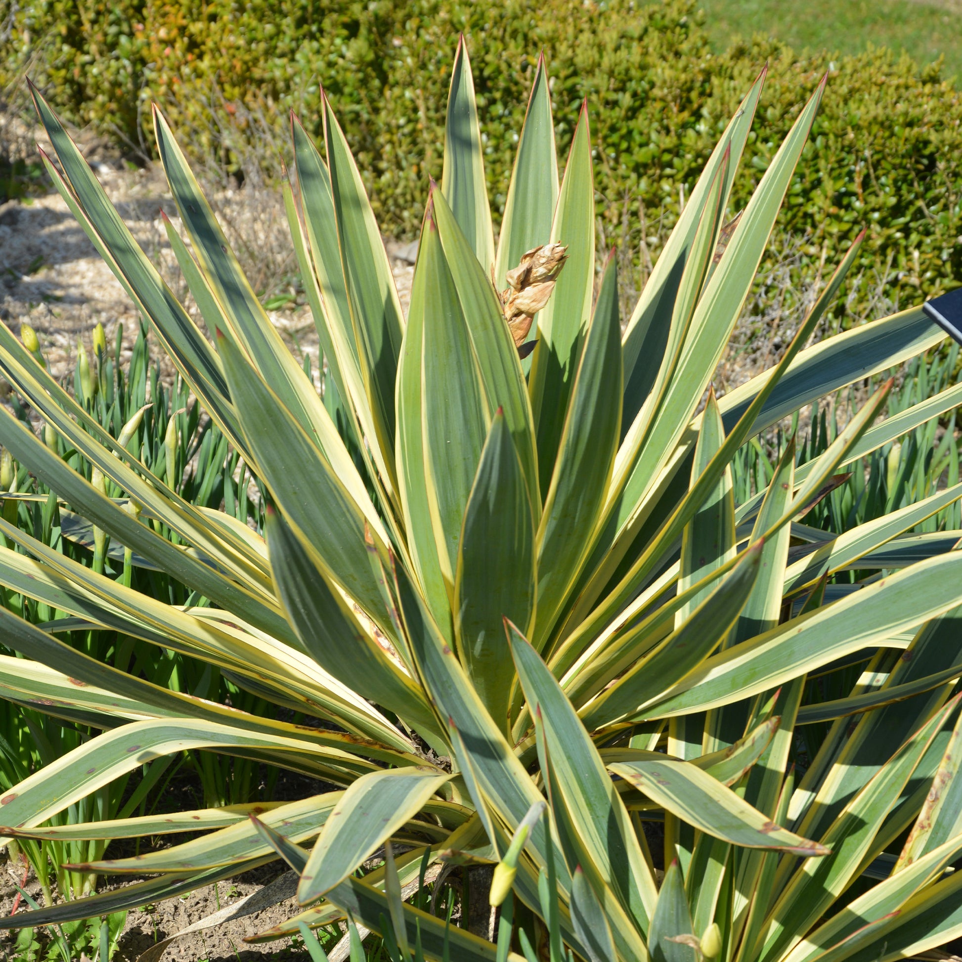 Kerzen-Palmlilie ‘Citrus Twist’® - Bakker