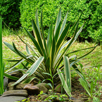 Kerzen-Palmlilie ‘Variegata’ - Yucca gloriosa Variegata - Bakker
