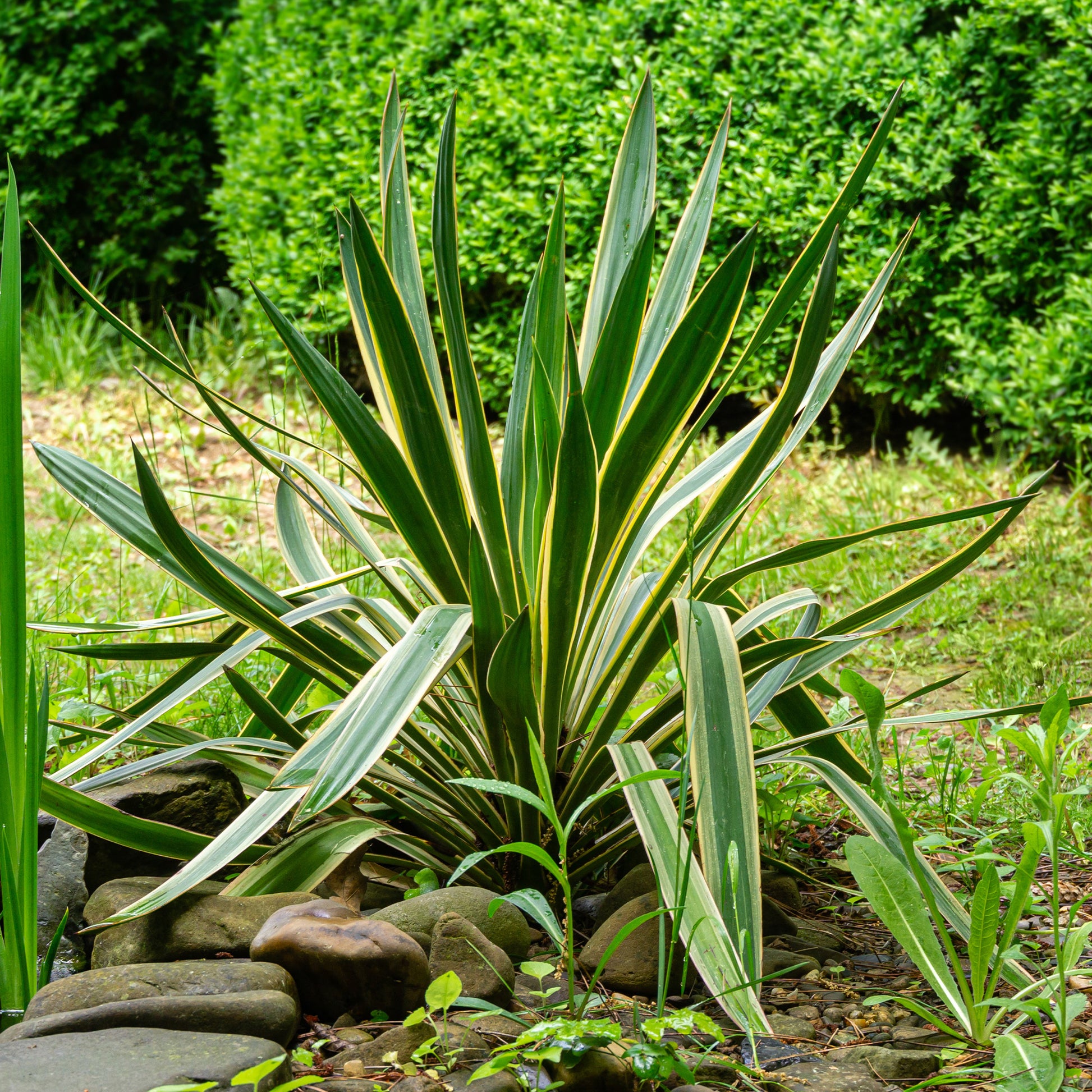 Kerzen-Palmlilie ‘Variegata’ - Yucca gloriosa Variegata - Bakker