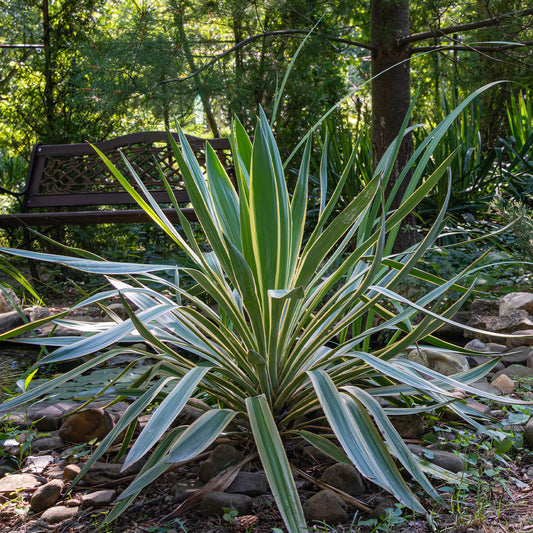Kerzen-Palmlilie ‘Variegata’ - Bakker