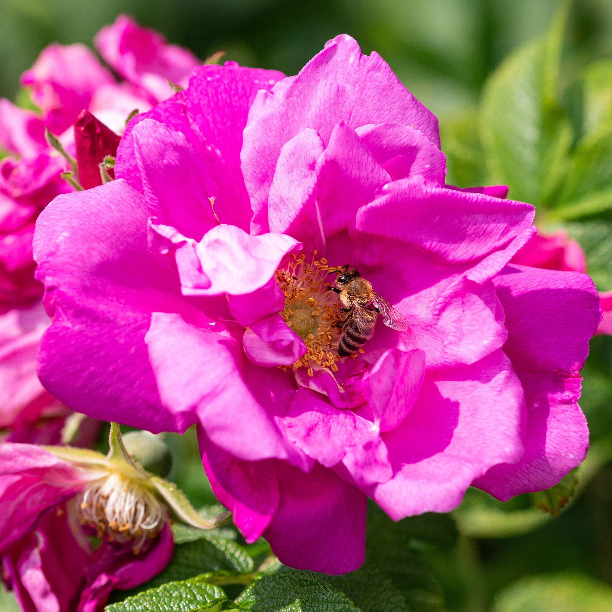 Rosa rugosa Wild Edric - Apfelrose 'Wild Edric' - Rosen