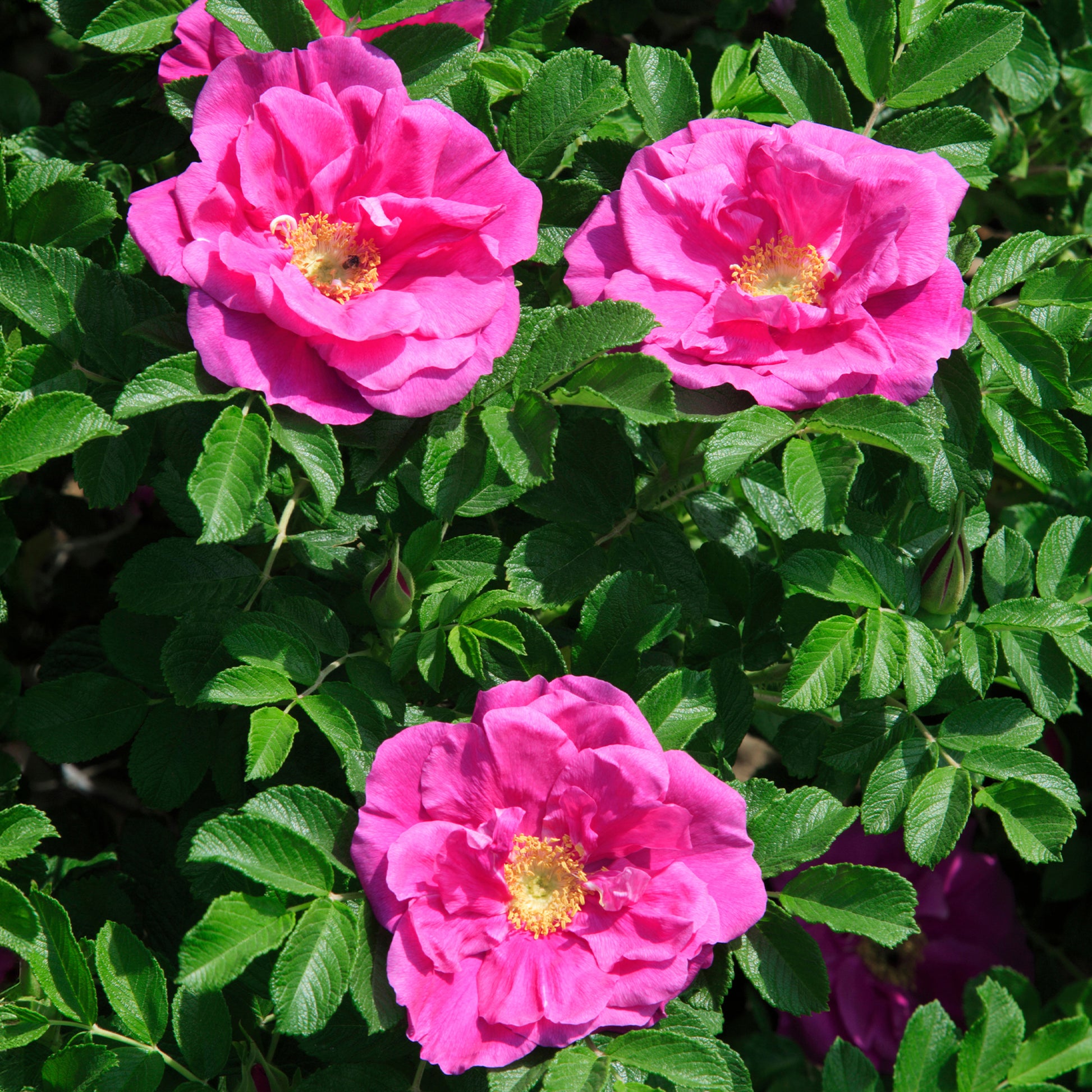 Rosen - Apfelrose 'Wild Edric' - Rosa rugosa Wild Edric