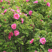 Apfelrose 'Wild Edric' - Bakker