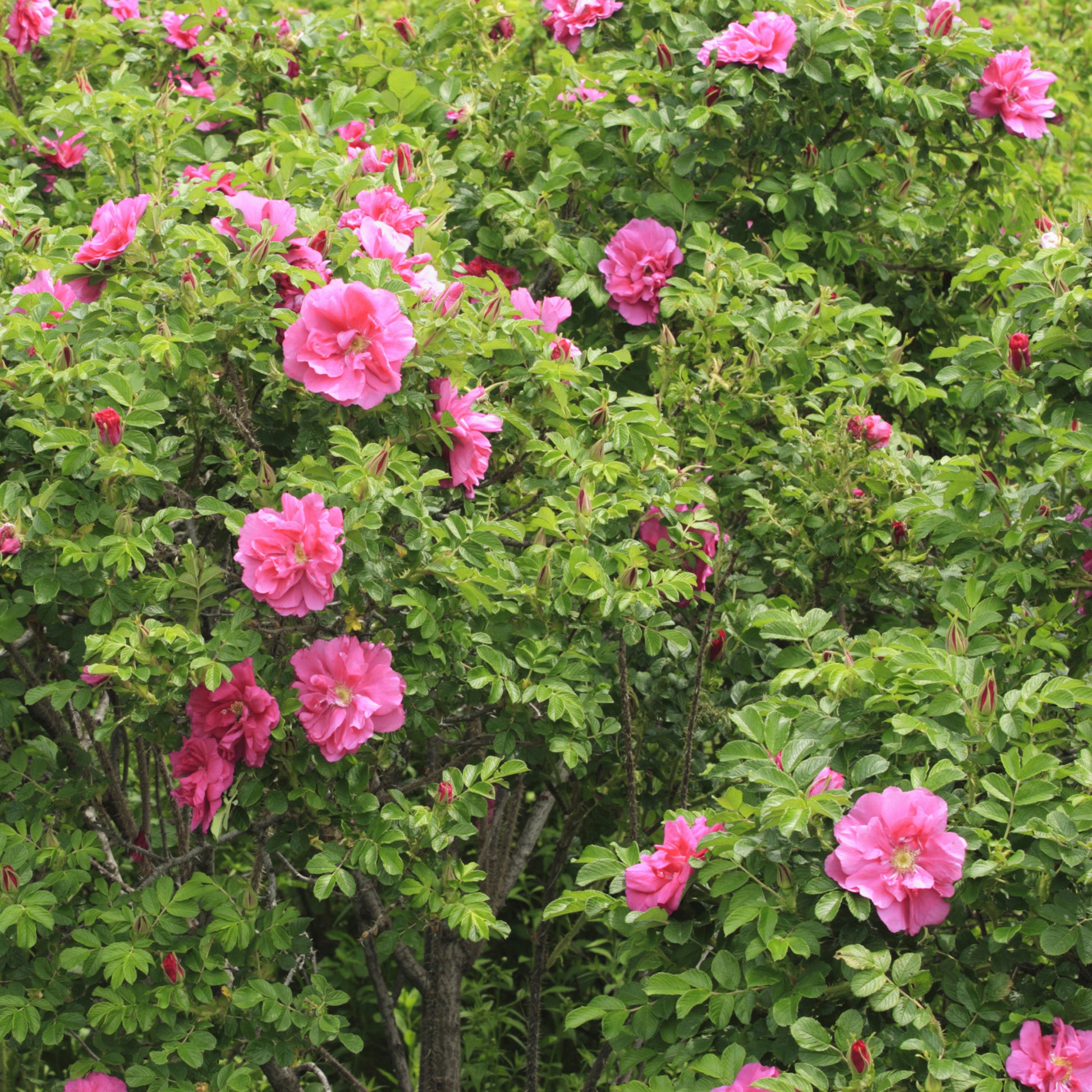 Apfelrose 'Wild Edric' - Bakker