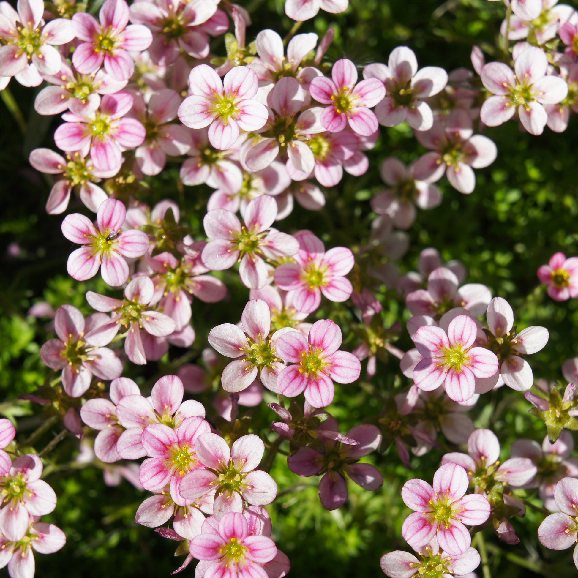 Polster-Steinbrech ‘Touran Neon Rose’ - Bakker