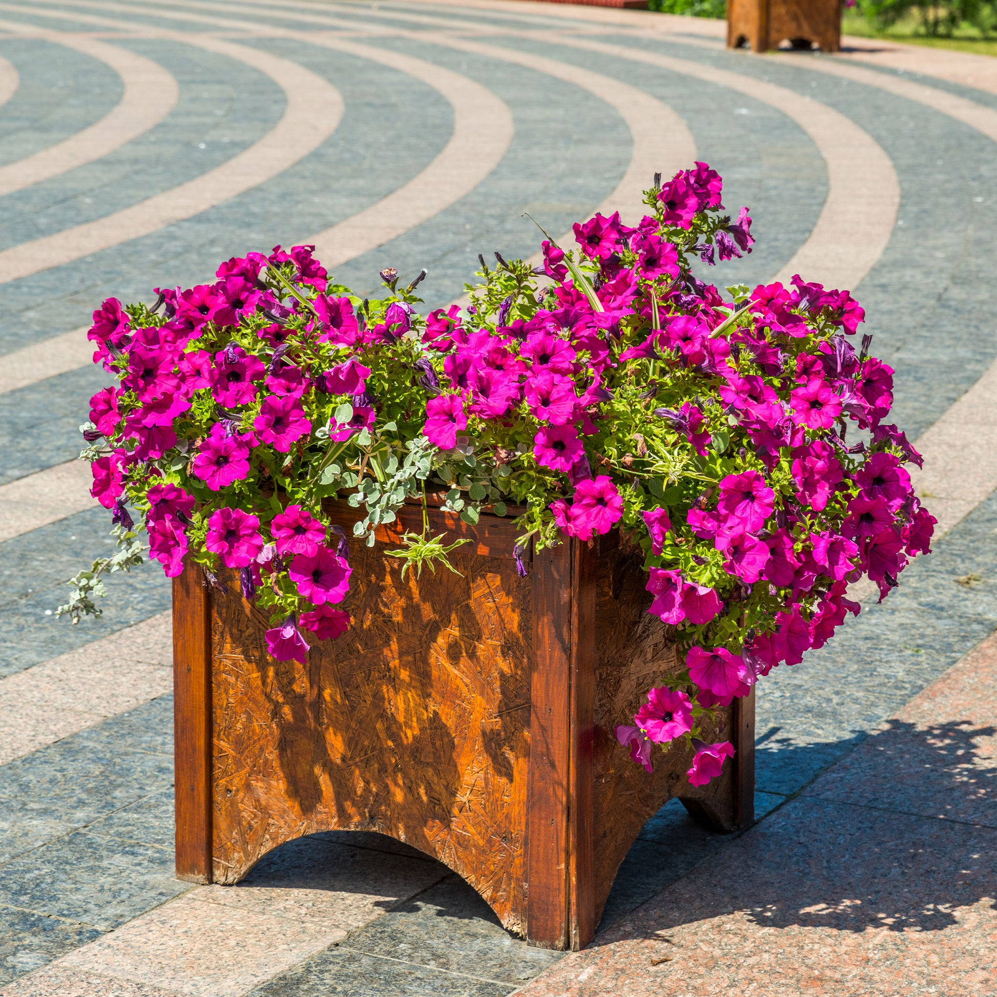 Surfinia pink - Rosa Hängepetunie - Petunien und Calibrachoa