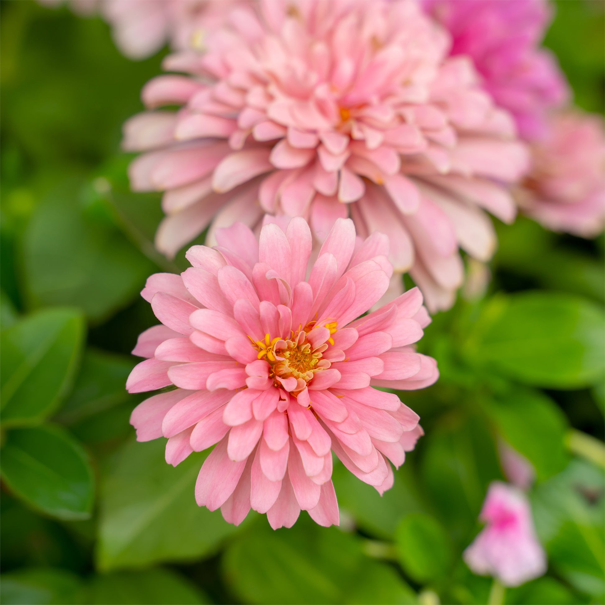rosa Zinnie - Zinnia pink - Bakker