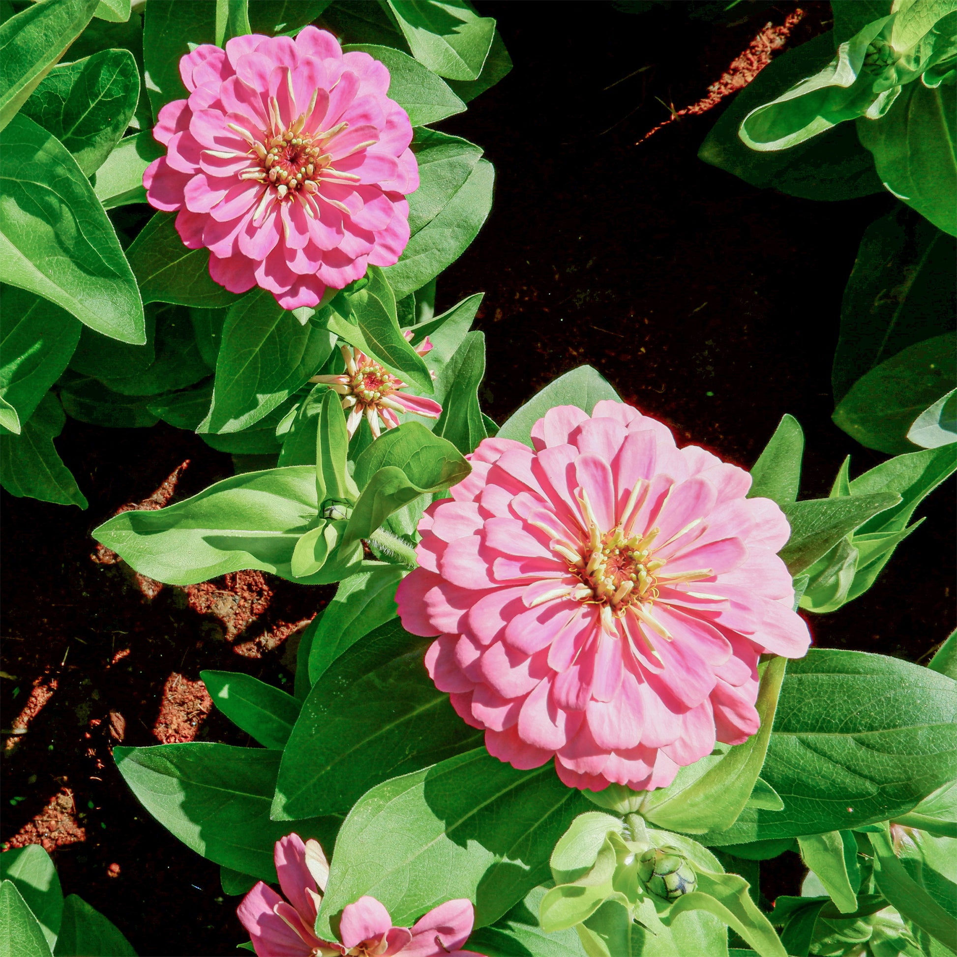 Zinnia pink - rosa Zinnie - Blumen für Terrasse und Balkon