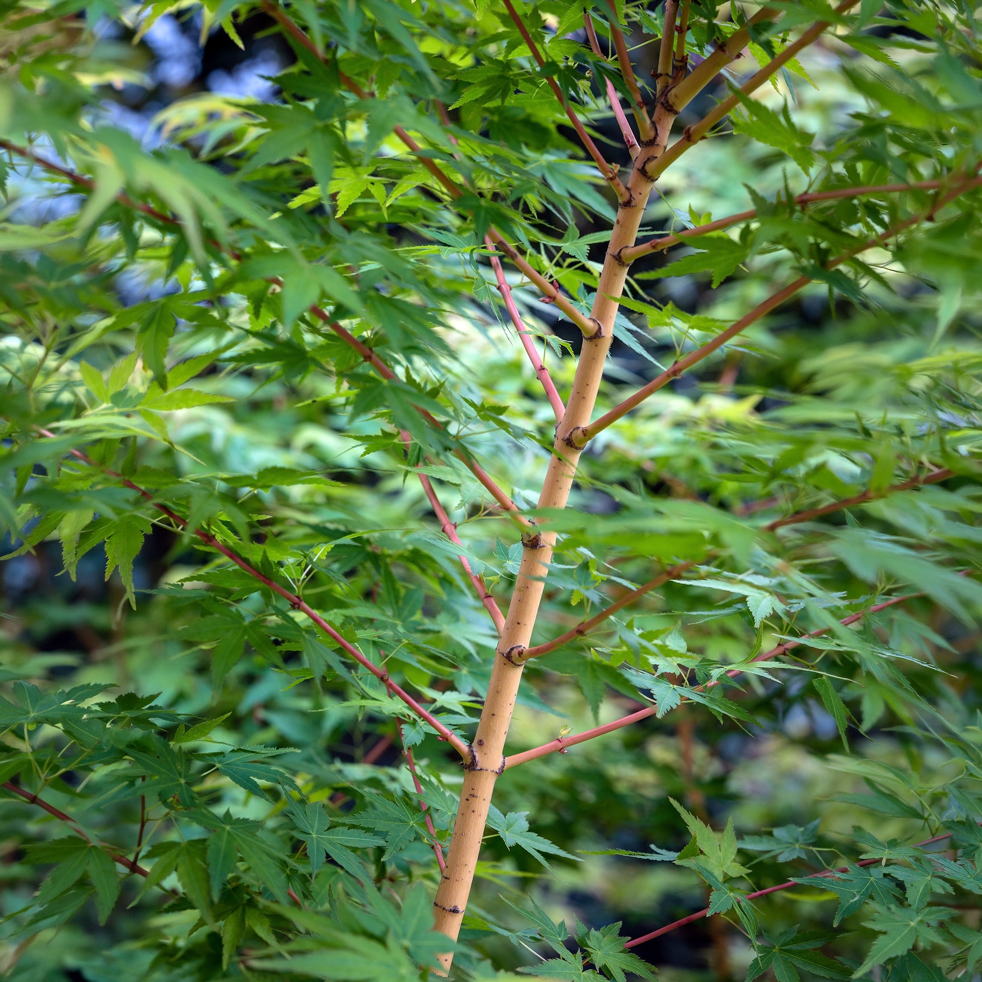 Fächerahorn 'Bi-hoo' - Acer palmatum Bi Hoo - Bakker