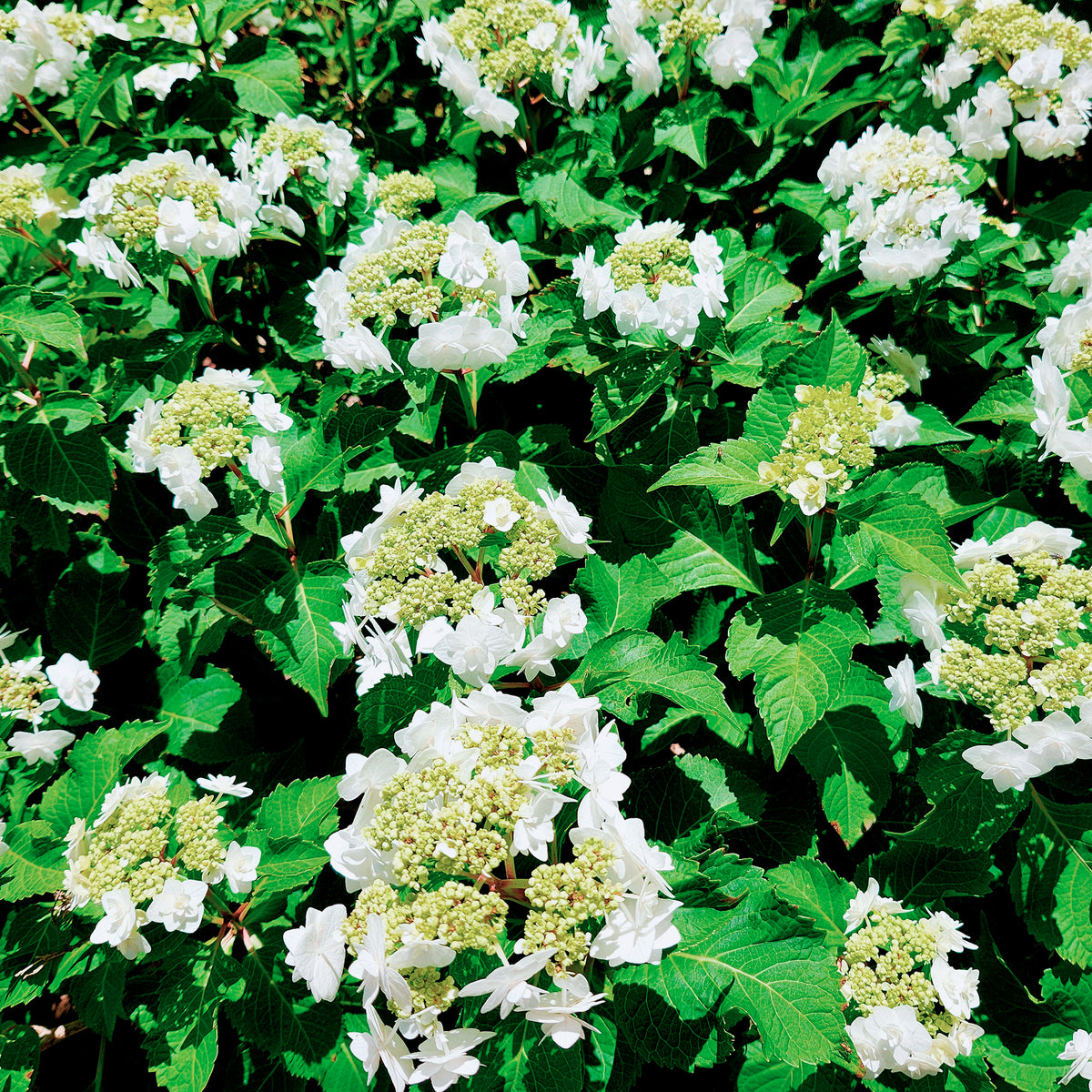 Hortensie Doppio Bianco