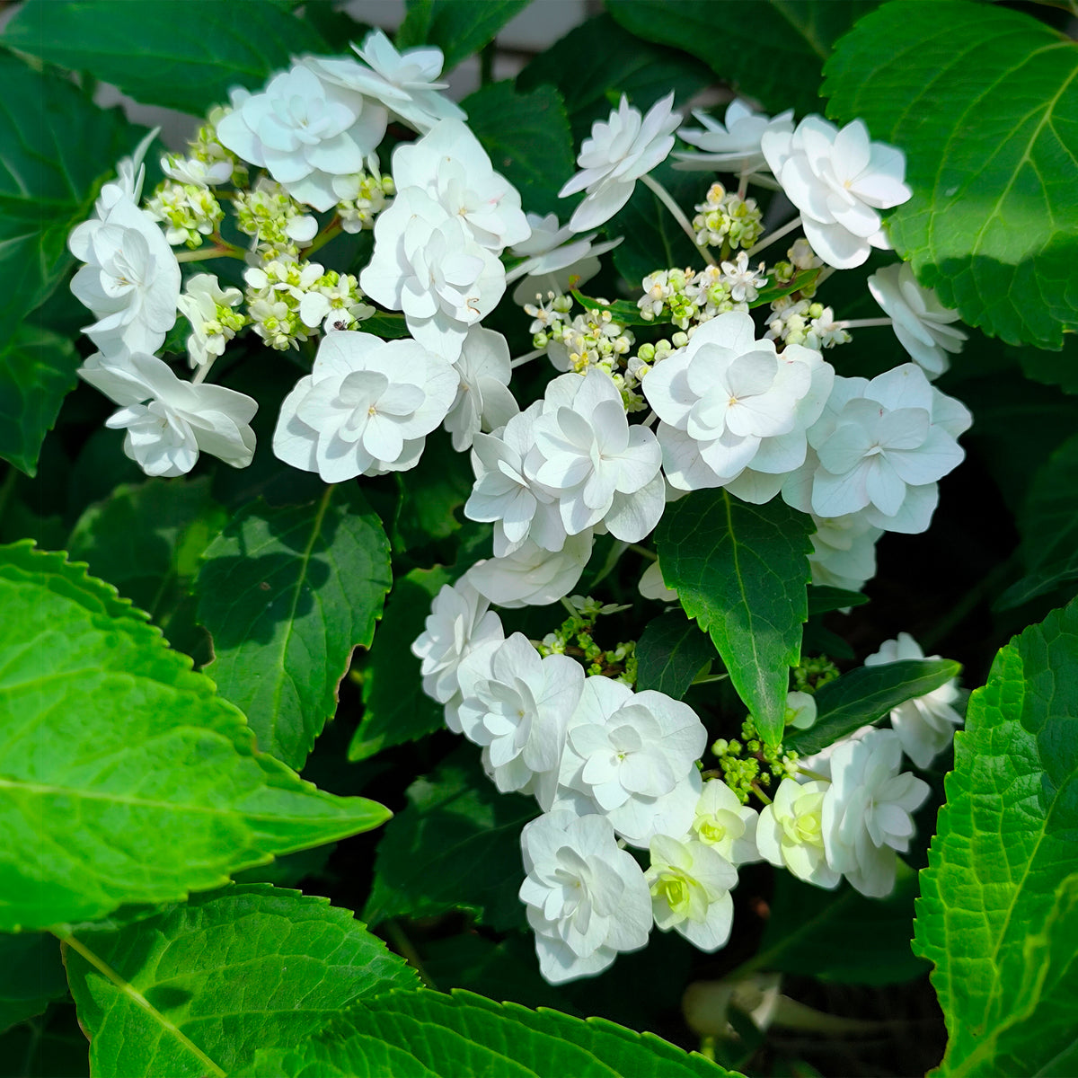 Hortensie Doppio Bianco