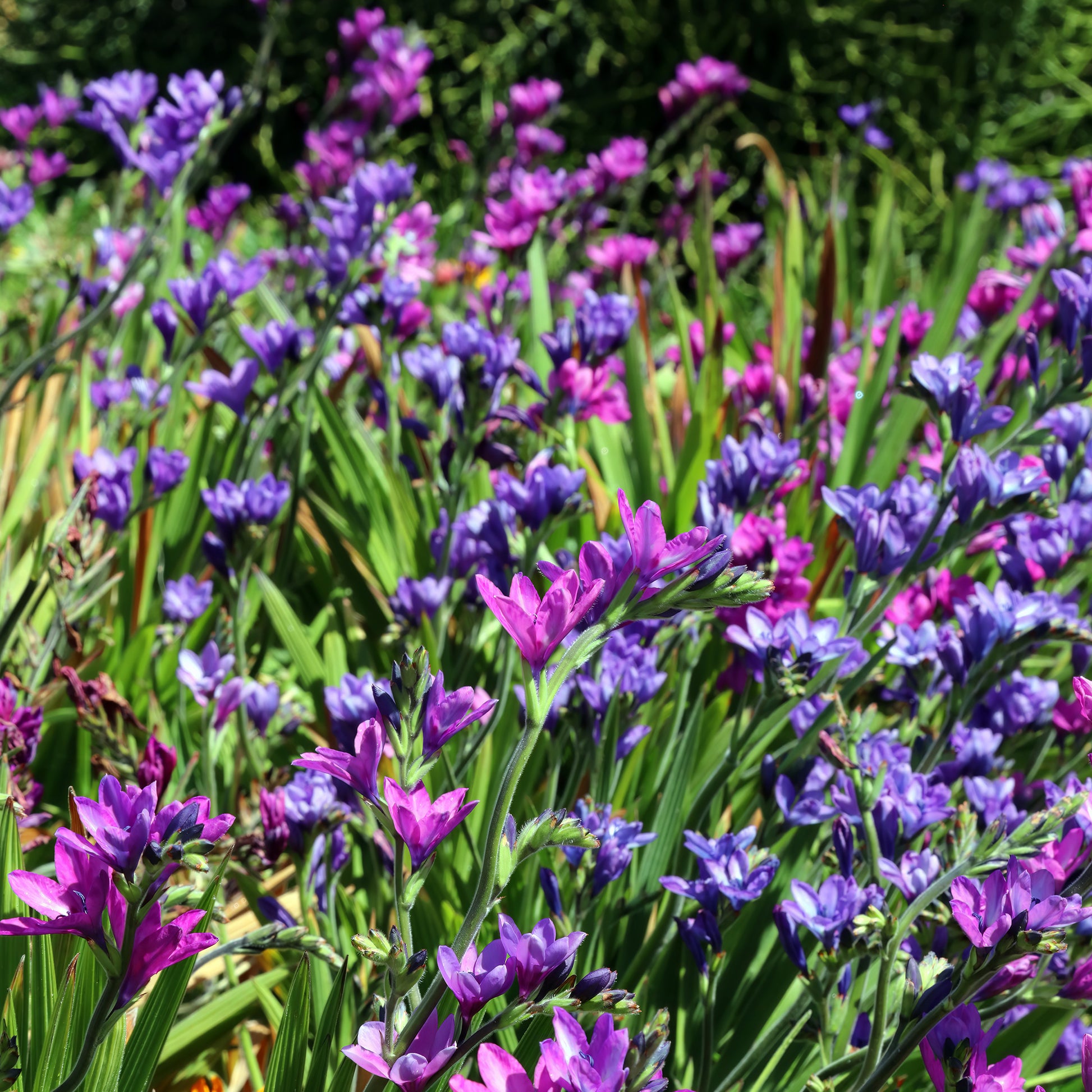 Pavianblume - Babiana stricta - Bakker