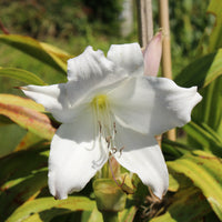 Sommerzwiebeln - Hakenlilie Album - Crinum powellii Album
