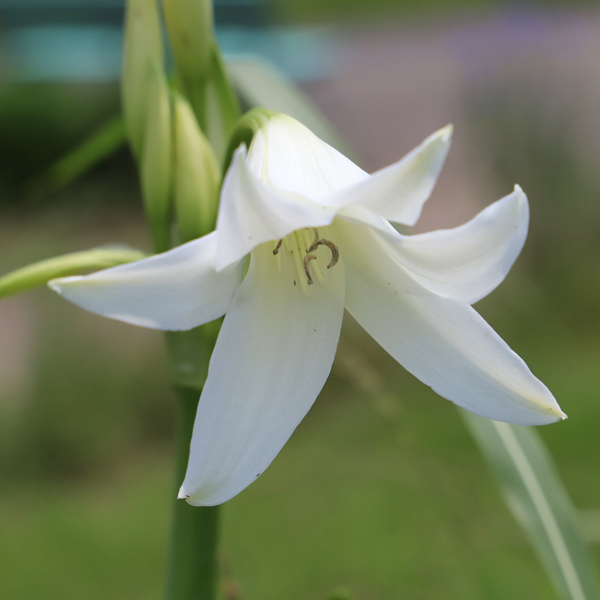 Crinum powellii Album - Hakenlilie Album - Sommerzwiebeln
