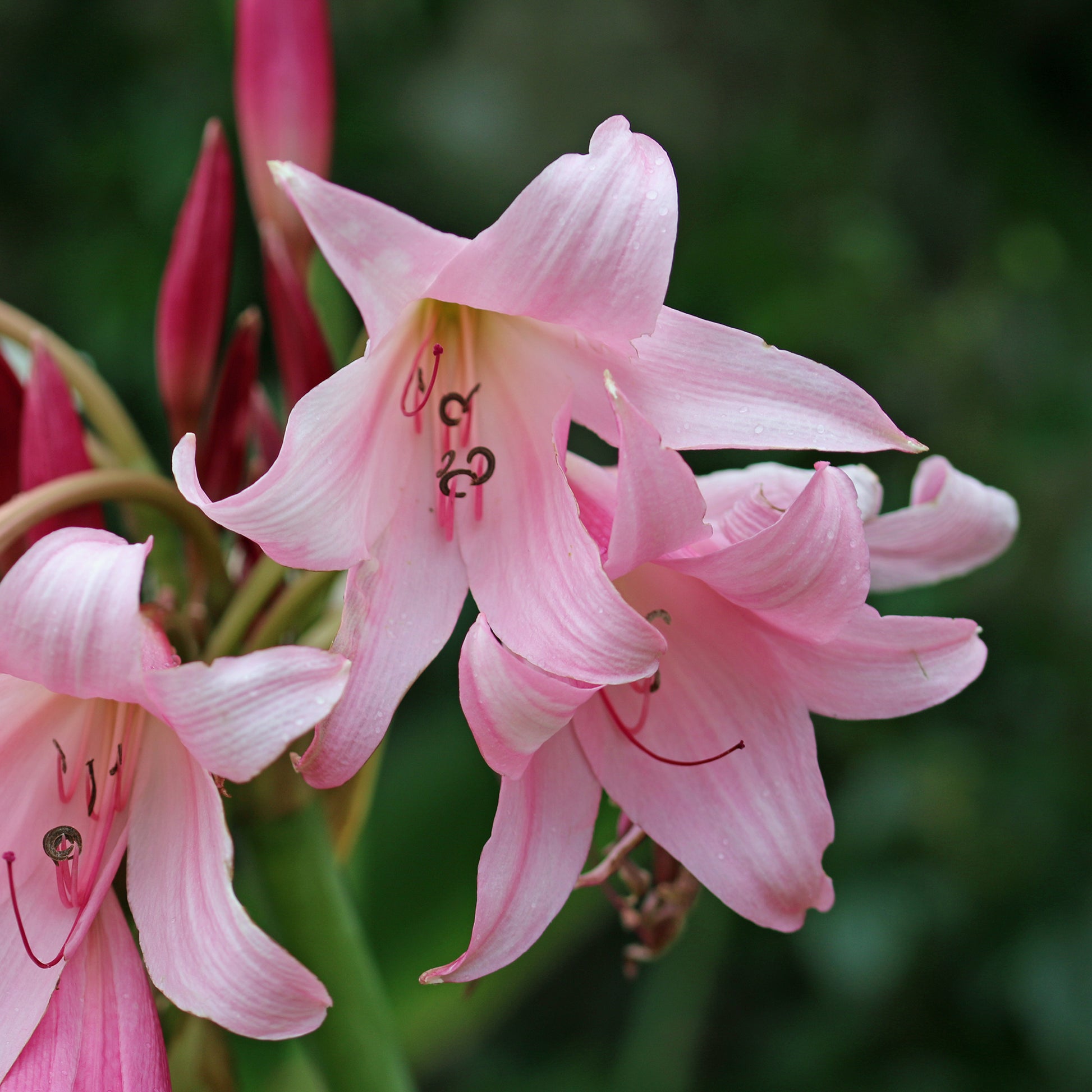 Hakenlilie Rosea - Crinum powellii Rosea - Bakker