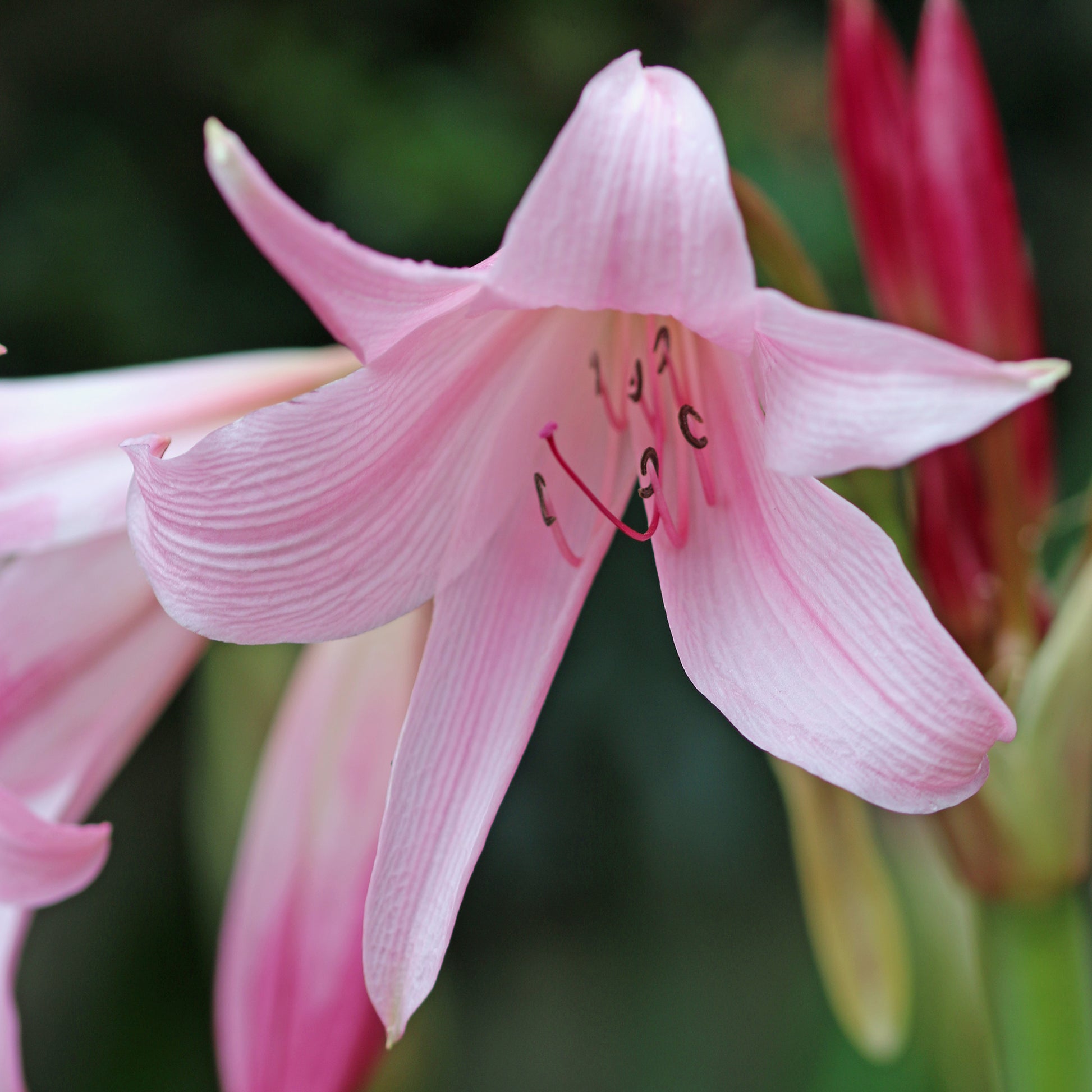 Hakenlilie Rosea - Bakker