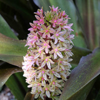 Schopflilie Sparkling Burgundy - Eucomis comosa Sparkling Burgundy® - Bakker