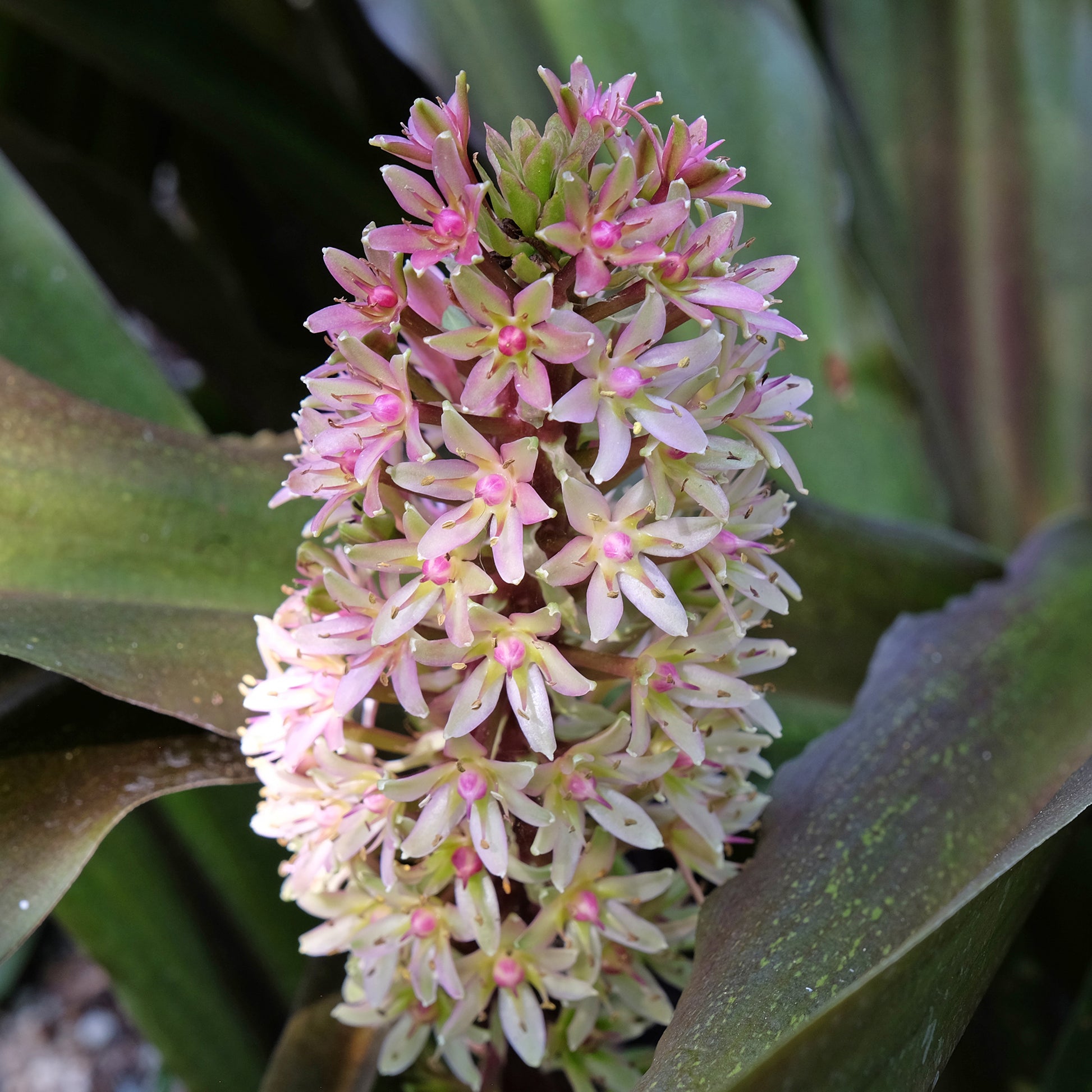 Schopflilie Sparkling Burgundy - Eucomis comosa Sparkling Burgundy® - Bakker