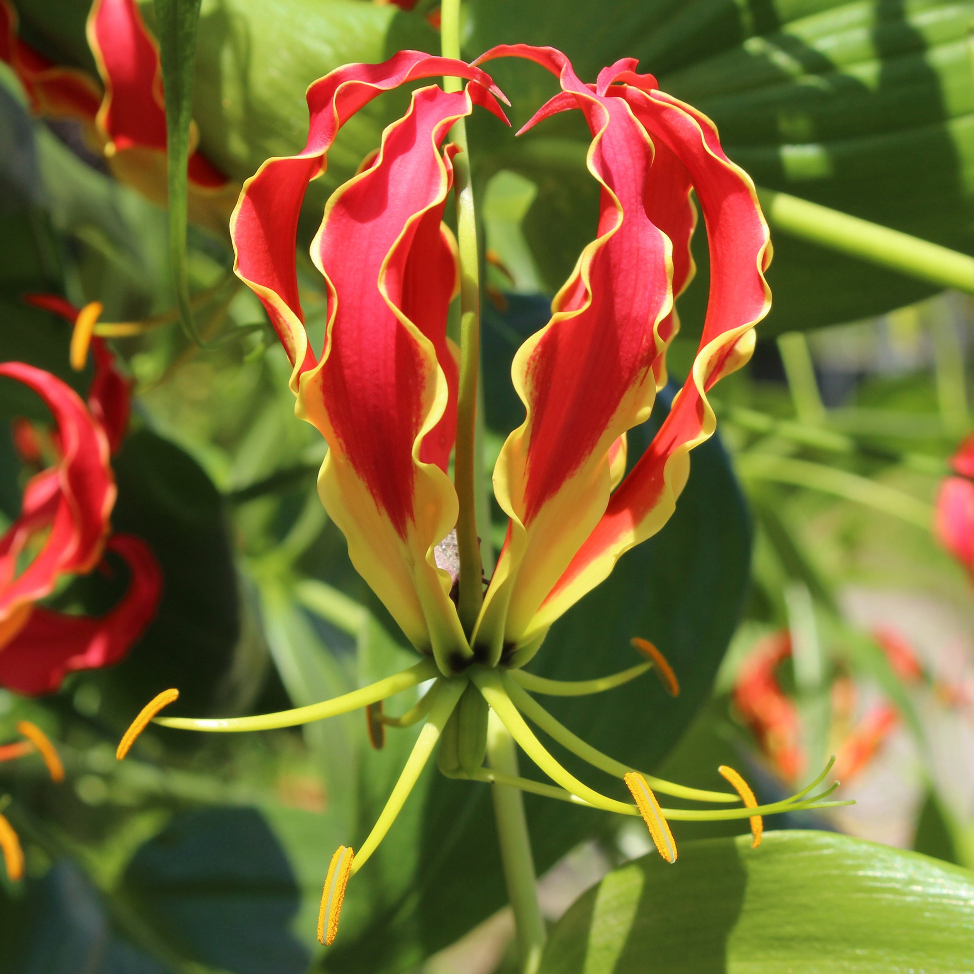 Ruhmeskrone - Gloriosa Carsonii - Bakker