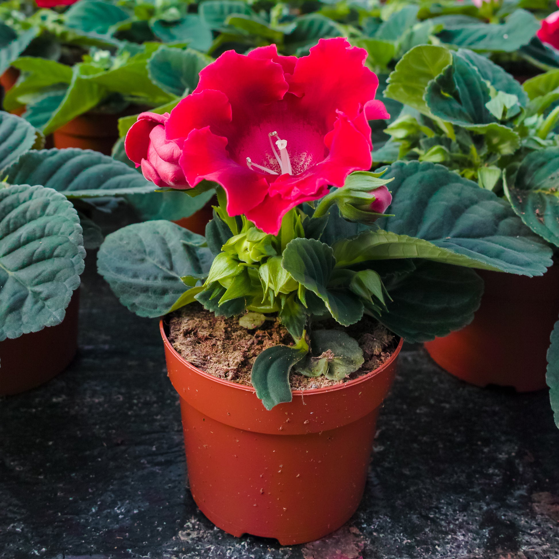 Gloxinie Etoile de Feu - Gloxinia speciosa Etoile de feu - Bakker