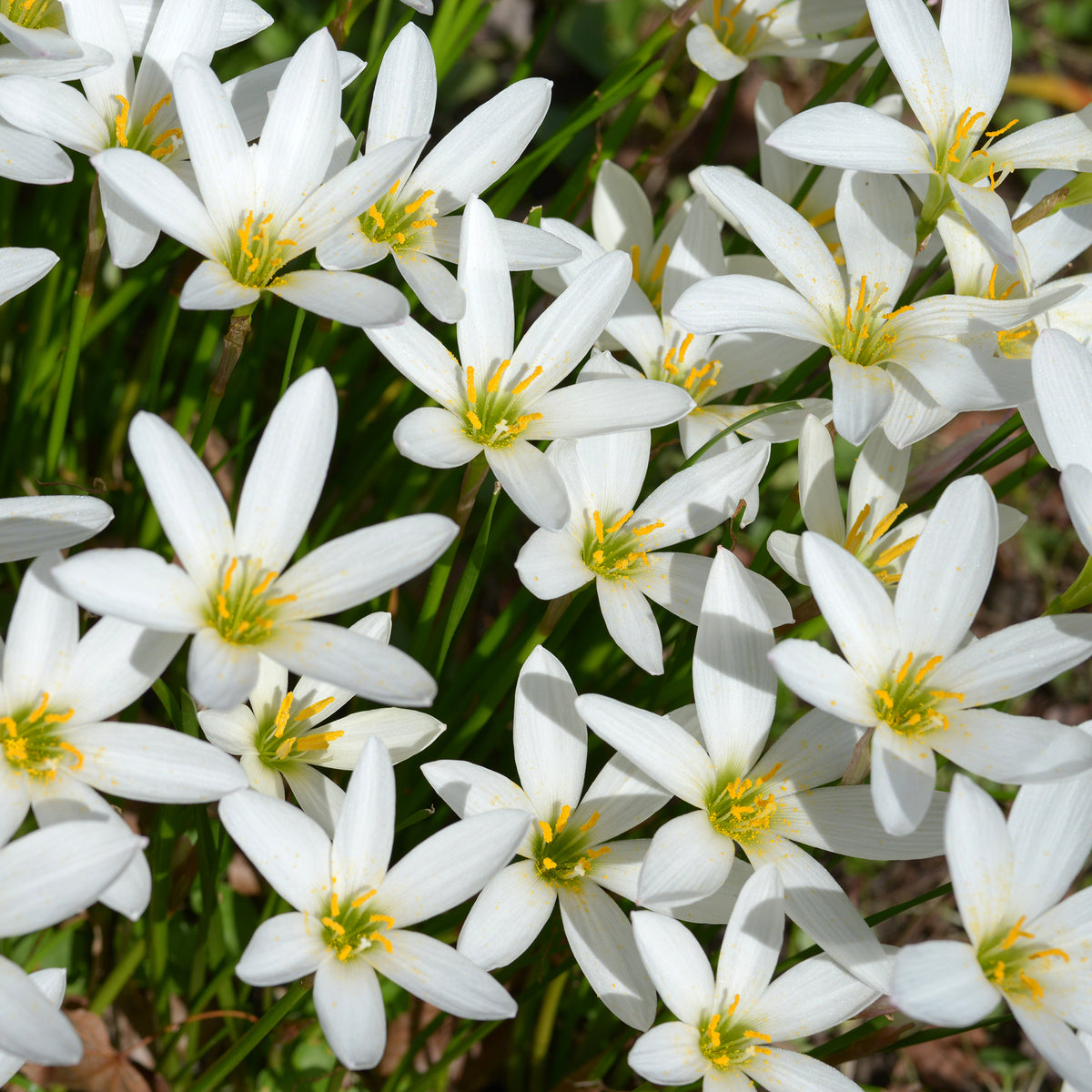 Zephyranthes candida - Weisse Windblume - Lilien-Zwiebeln