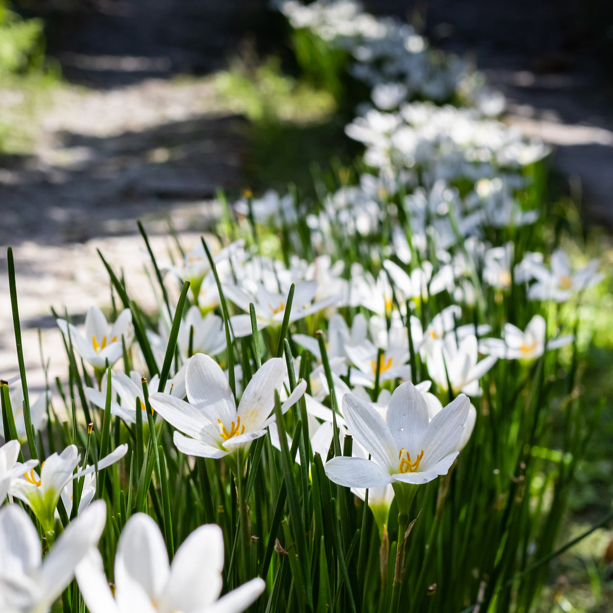 Weisse Windblume - Bakker