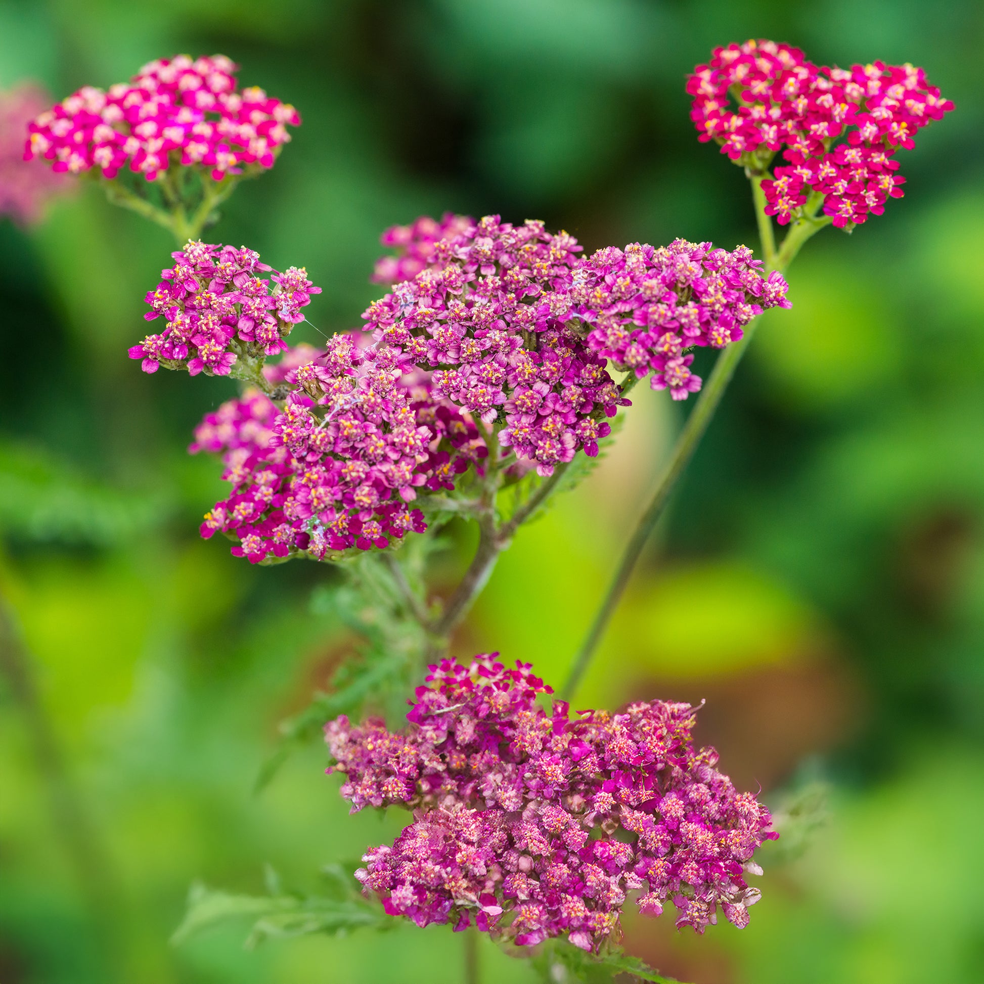 Vielblättrige Garbe Cassis - Achillea millefolium Cassis - Bakker