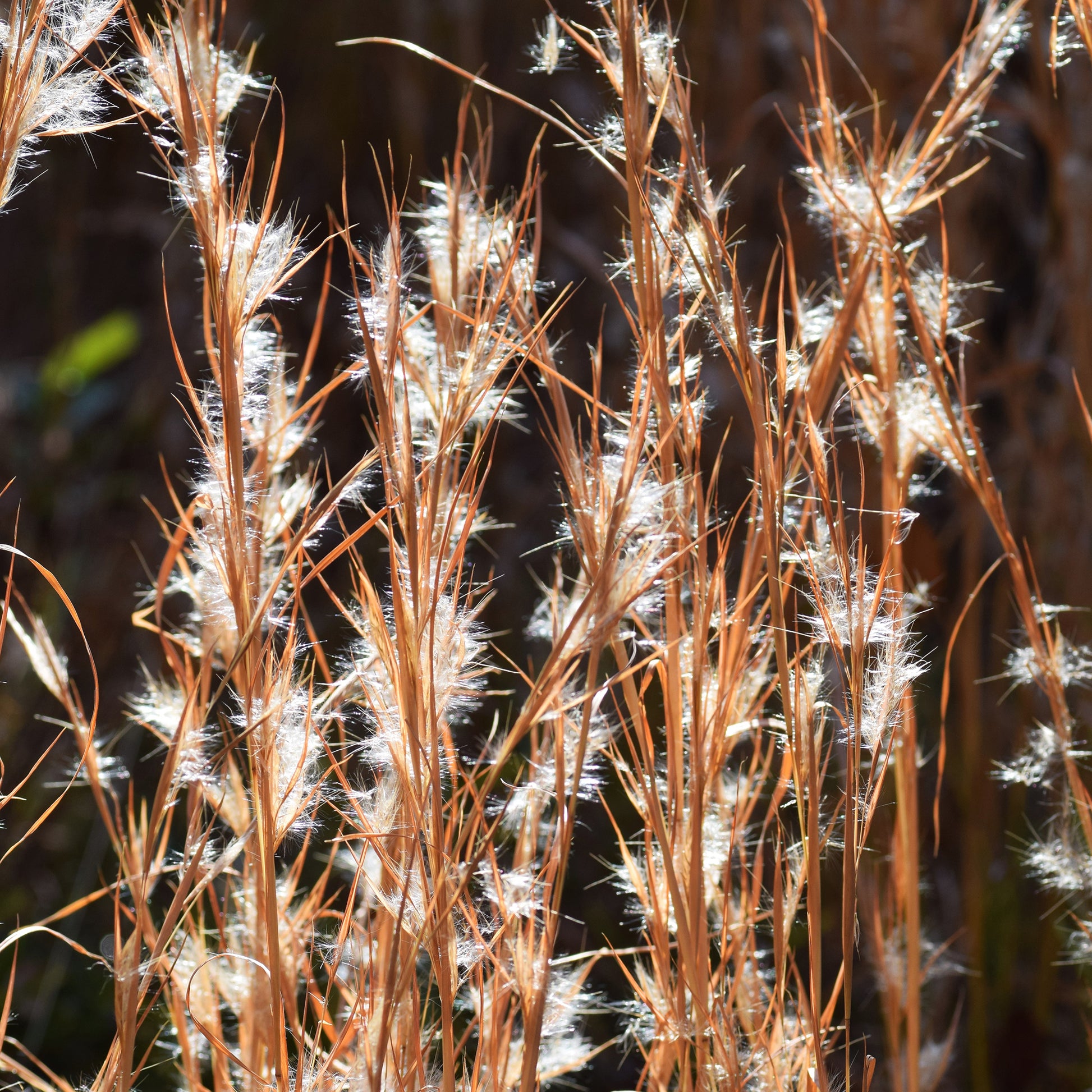 Silber Bartgras - Andropogon ternarius - Bakker