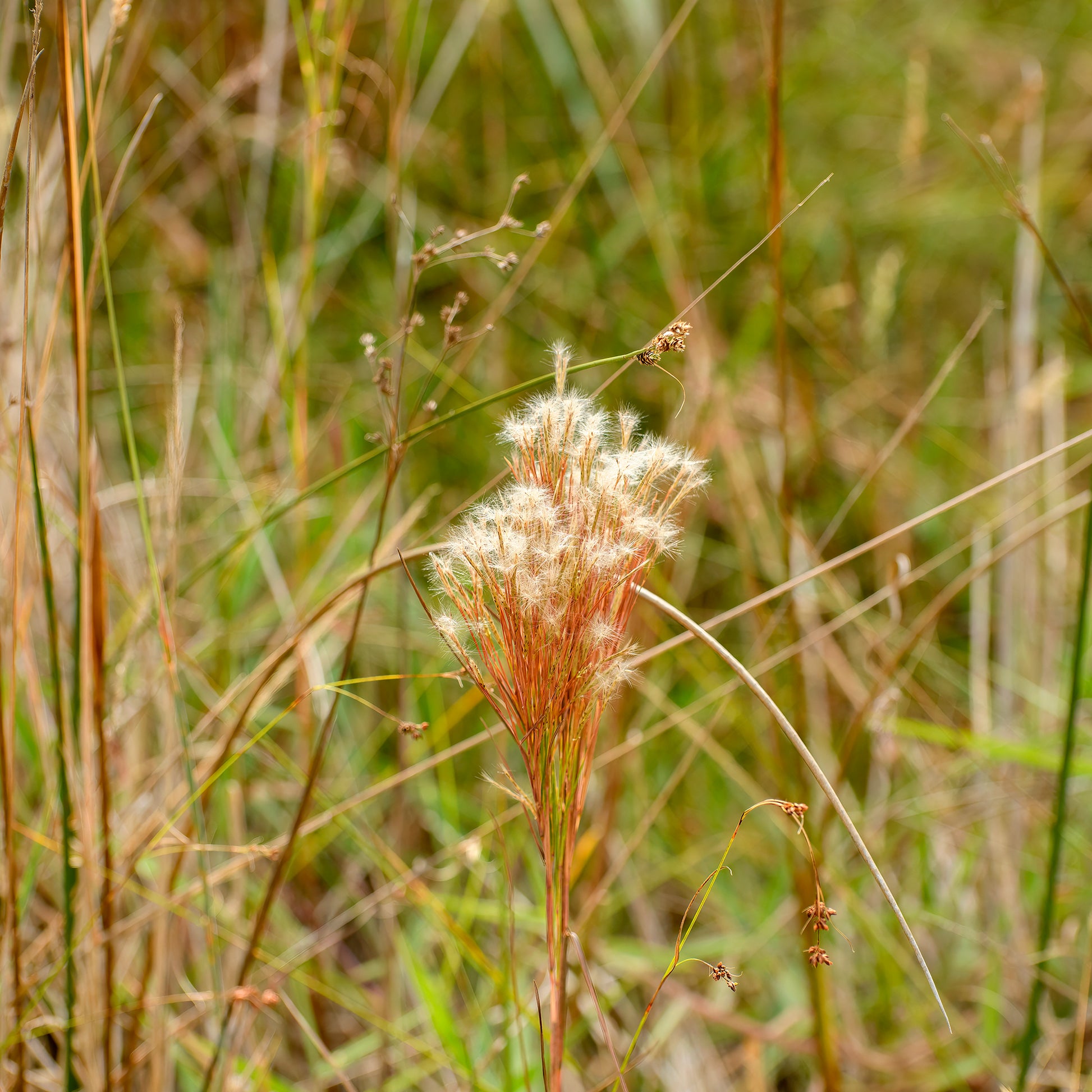 Gräser - Silber Bartgras - Andropogon ternarius