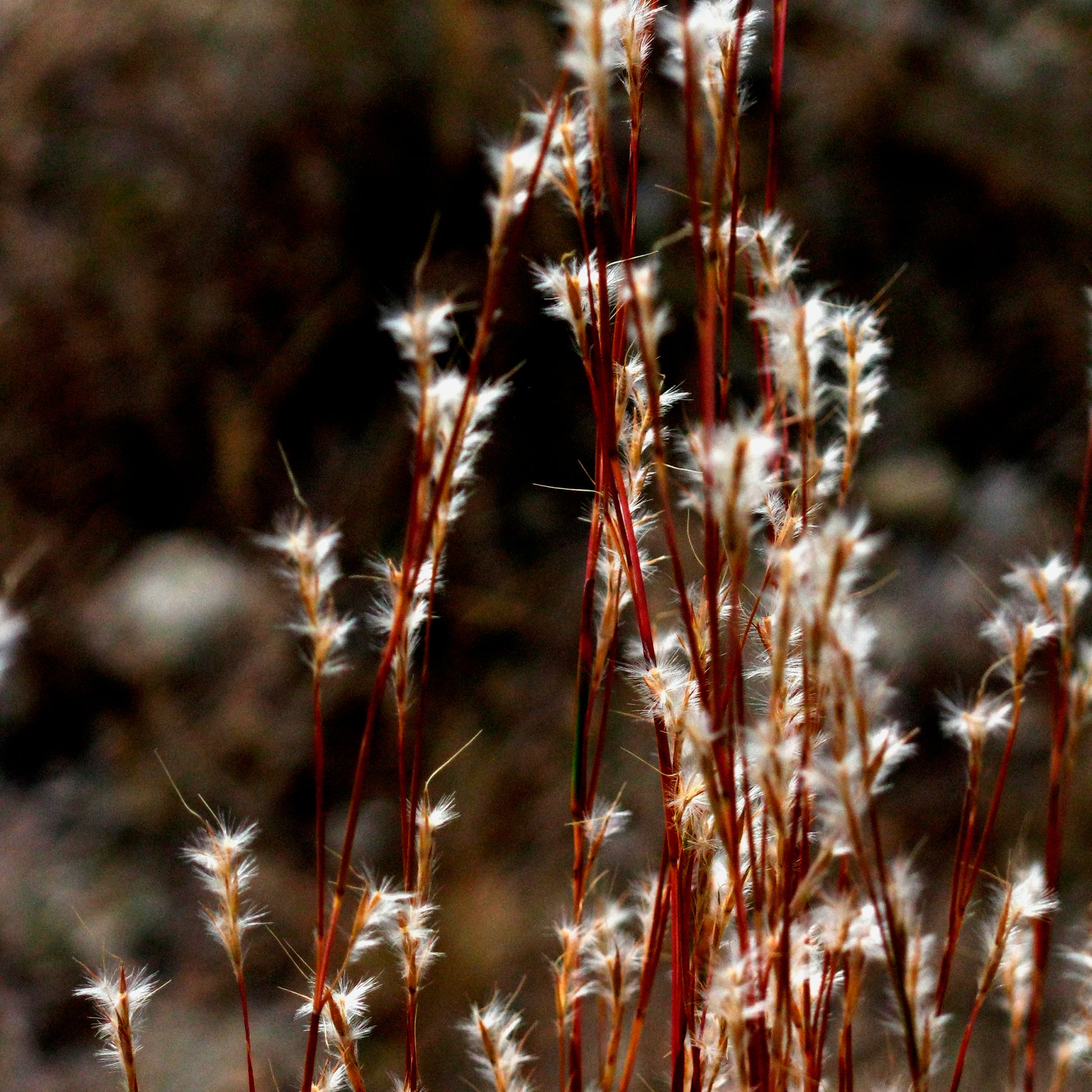 Andropogon ternarius - Silber Bartgras - Gräser