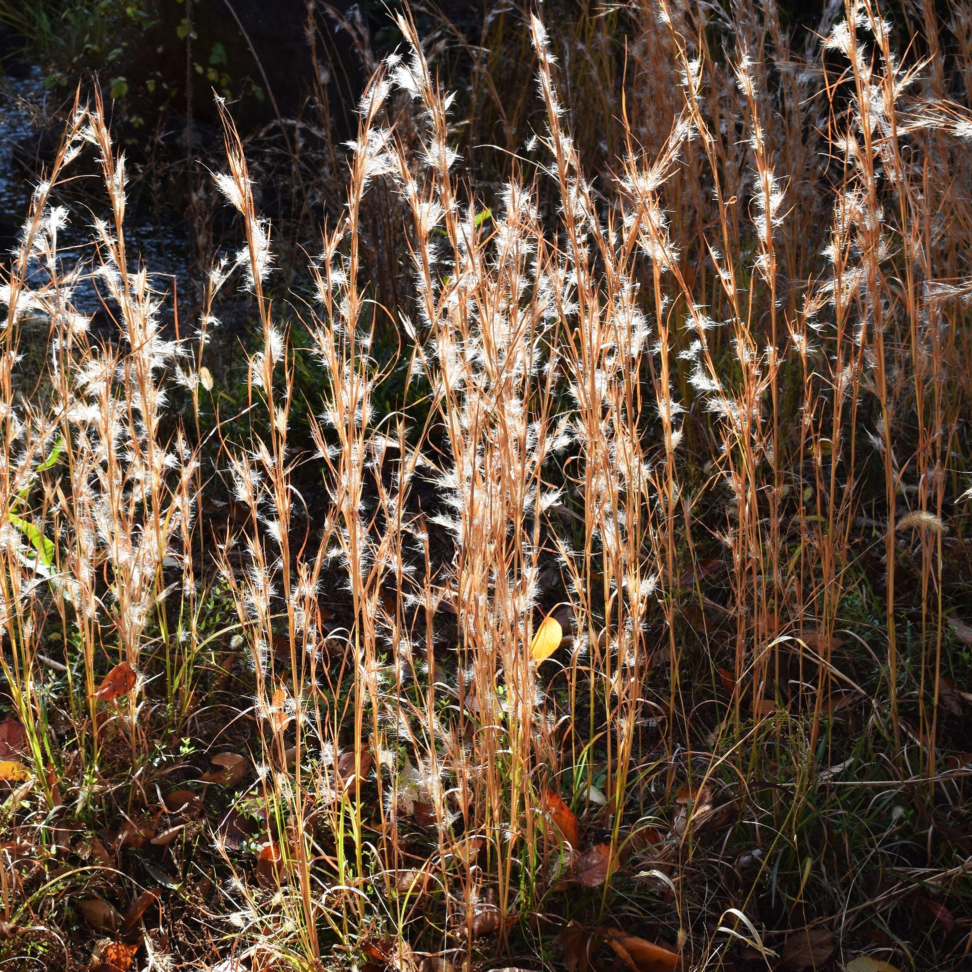 Verkauf Silber Bartgras - Andropogon ternarius
