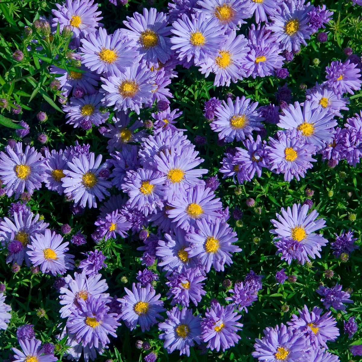 Kissen-Aster Audrey - Bakker