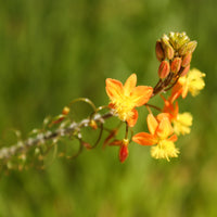 Katzenschwanzpflanze Avera Sunset Orange - Bulbine frutescens Avera Sunset Orange - Bakker