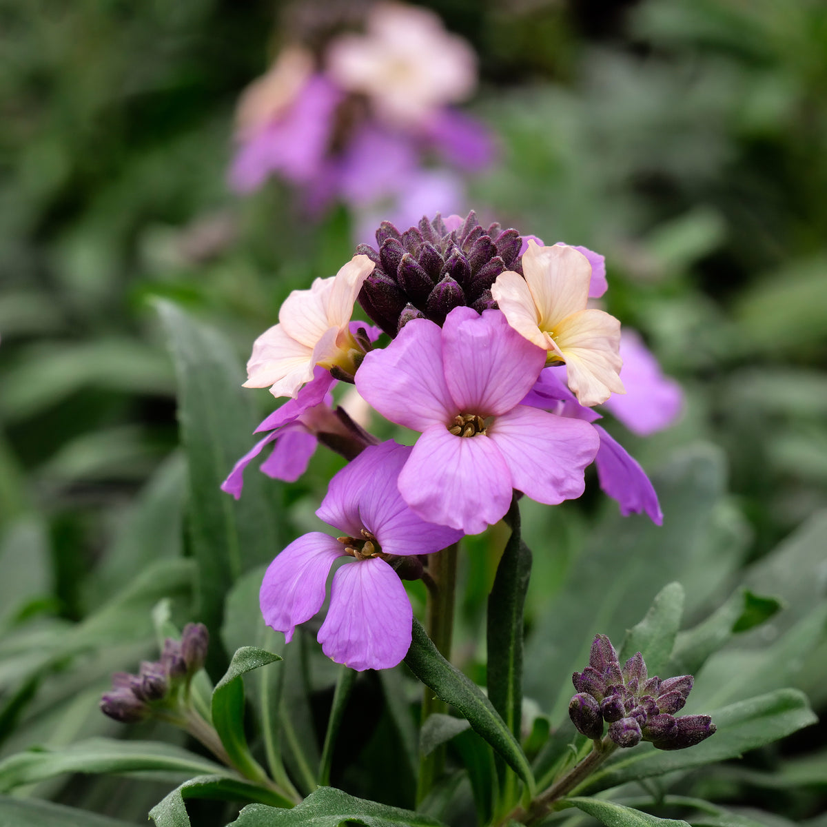 Garten-Goldlack Lavender - Bakker