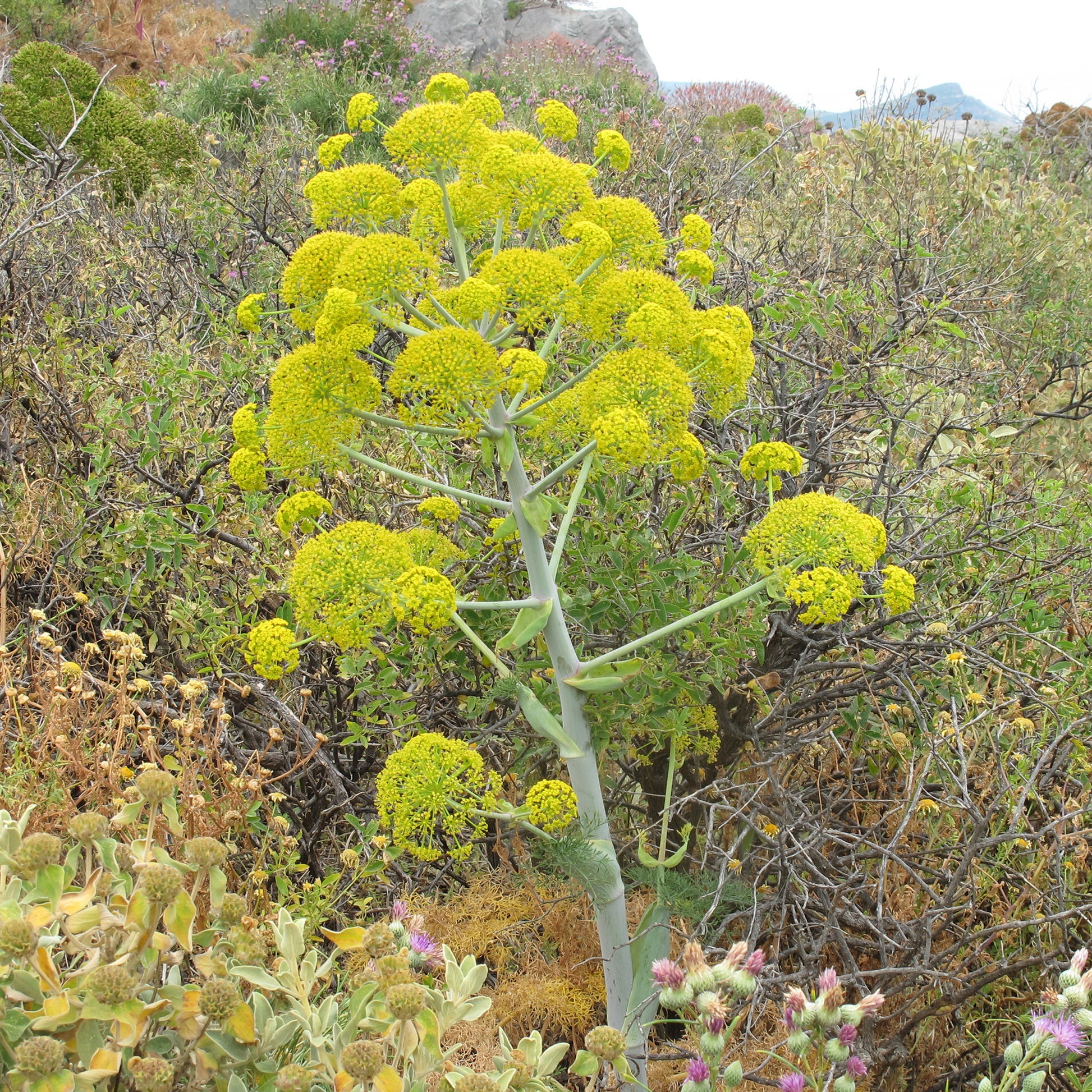 Verkauf Riesenfenchel - Ferula communis