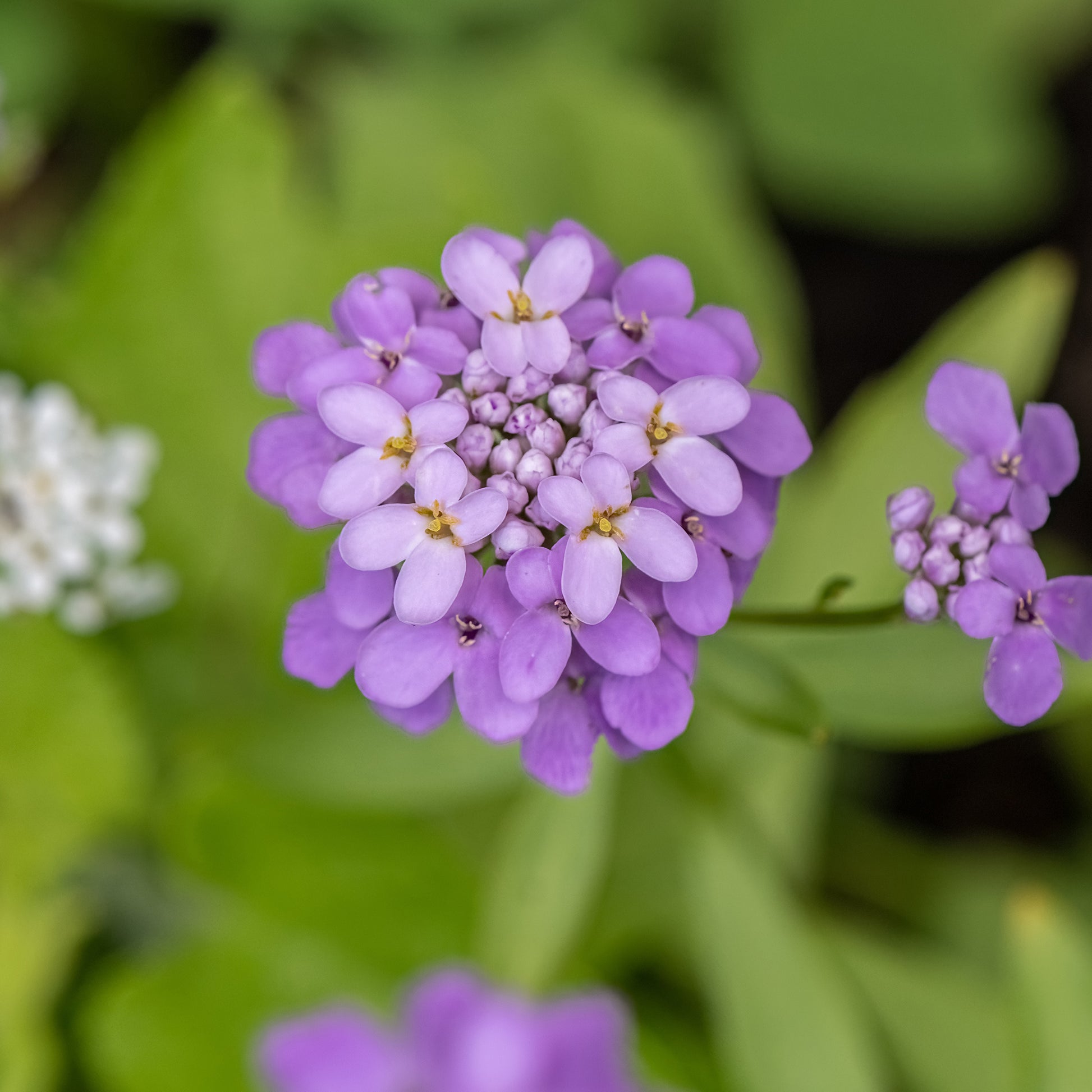 Immergrüne Schleifenblume Absolutely Amethyst - Iberis sempervirens Absolutely Amethyst - Bakker