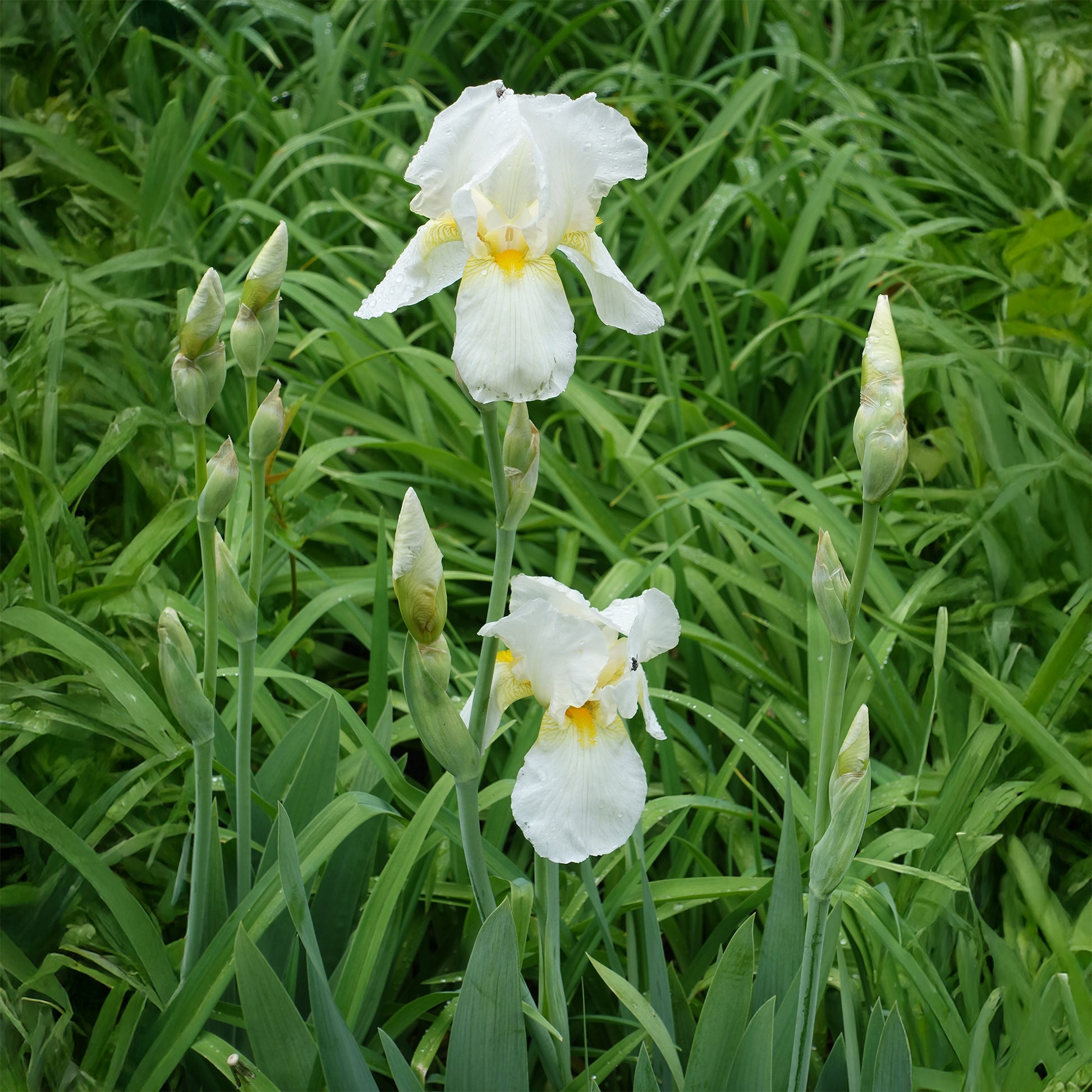 Schwertlilie Wedding Bouquet - Iris germanica Wedding Bouquet - Bakker