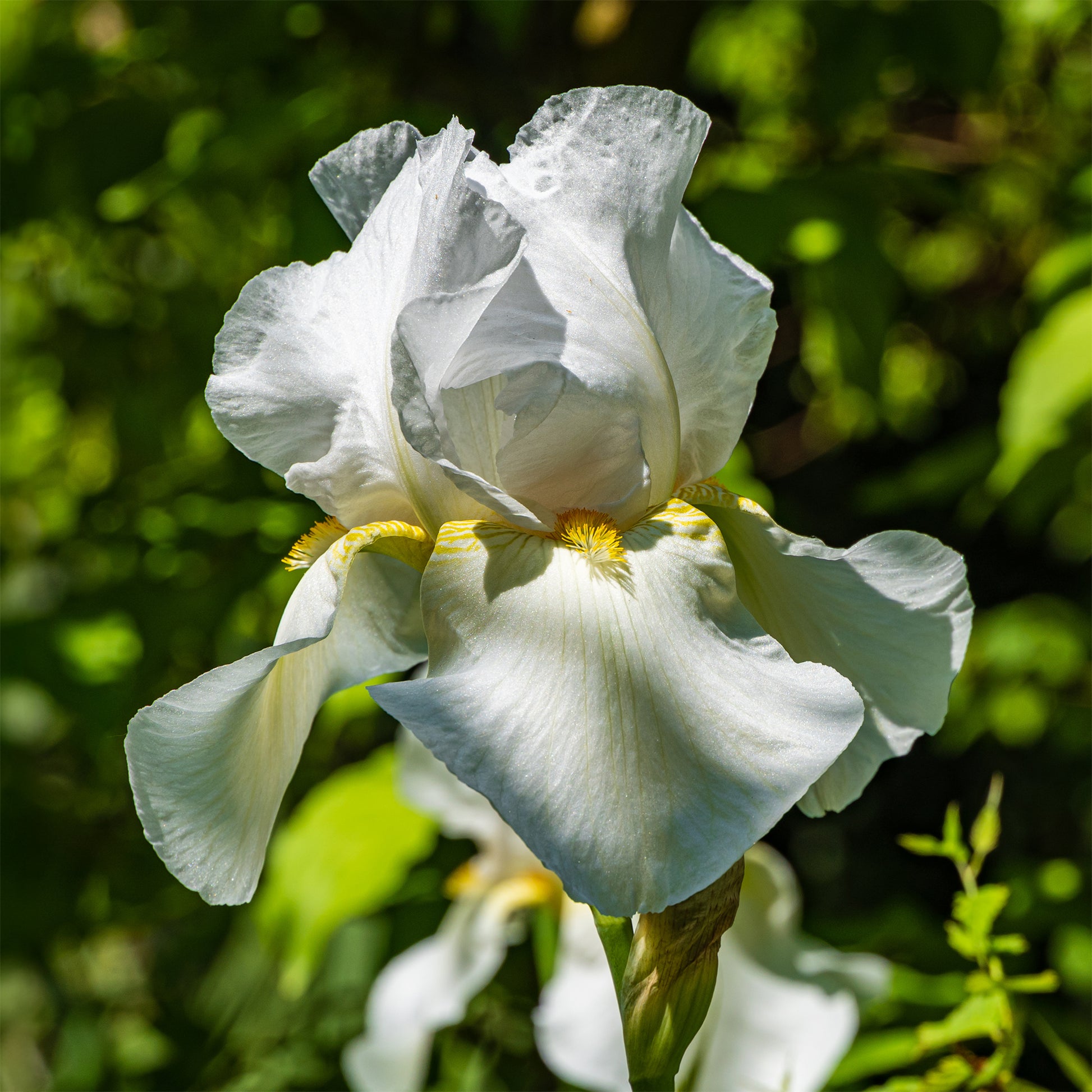 Iris germanica Wedding Bouquet - Schwertlilie Wedding Bouquet - Iris germanica - Deutsche Schwertlilie