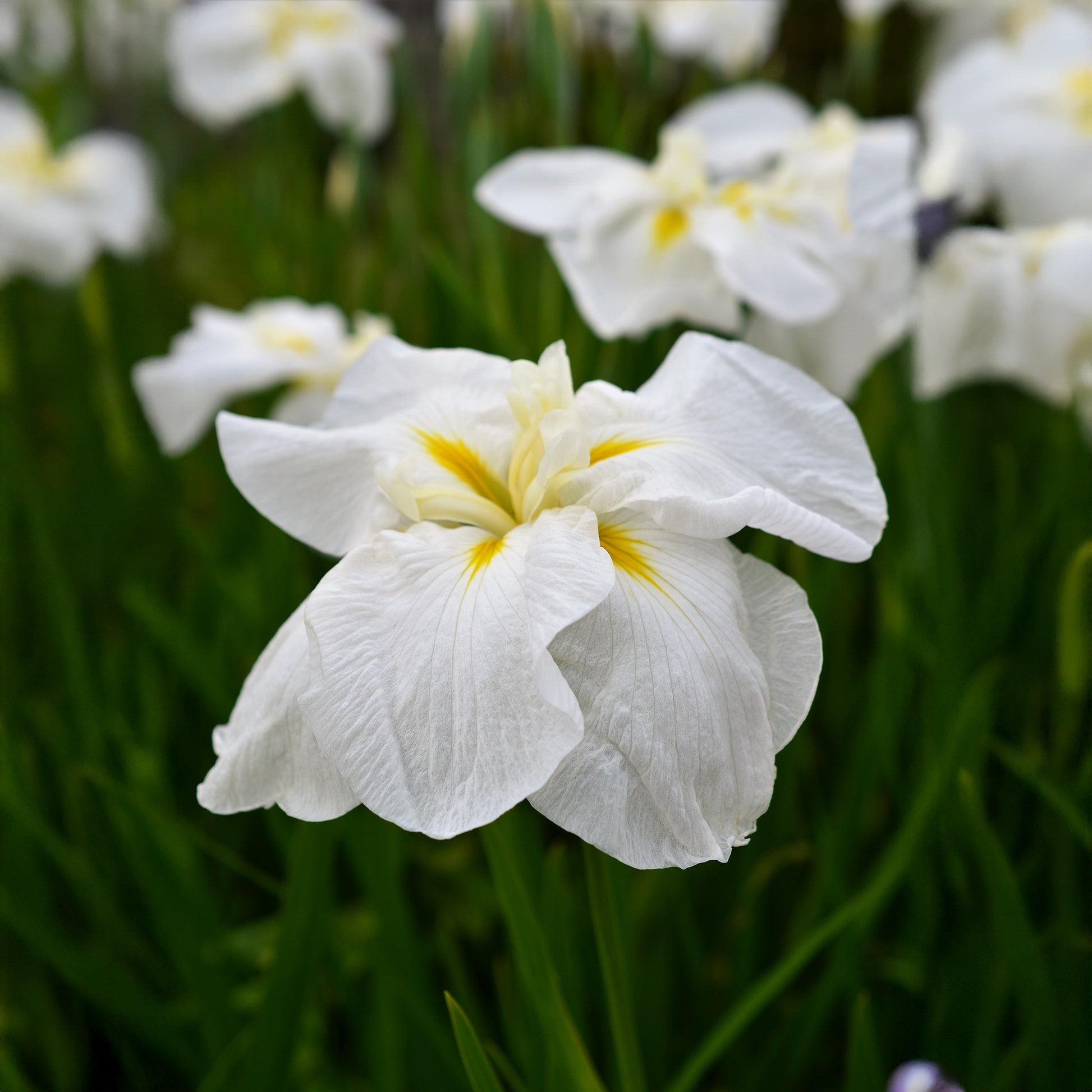 Japanische Sumpf-Schwertlilie White Ladies - Iris ensata White Ladies - Bakker