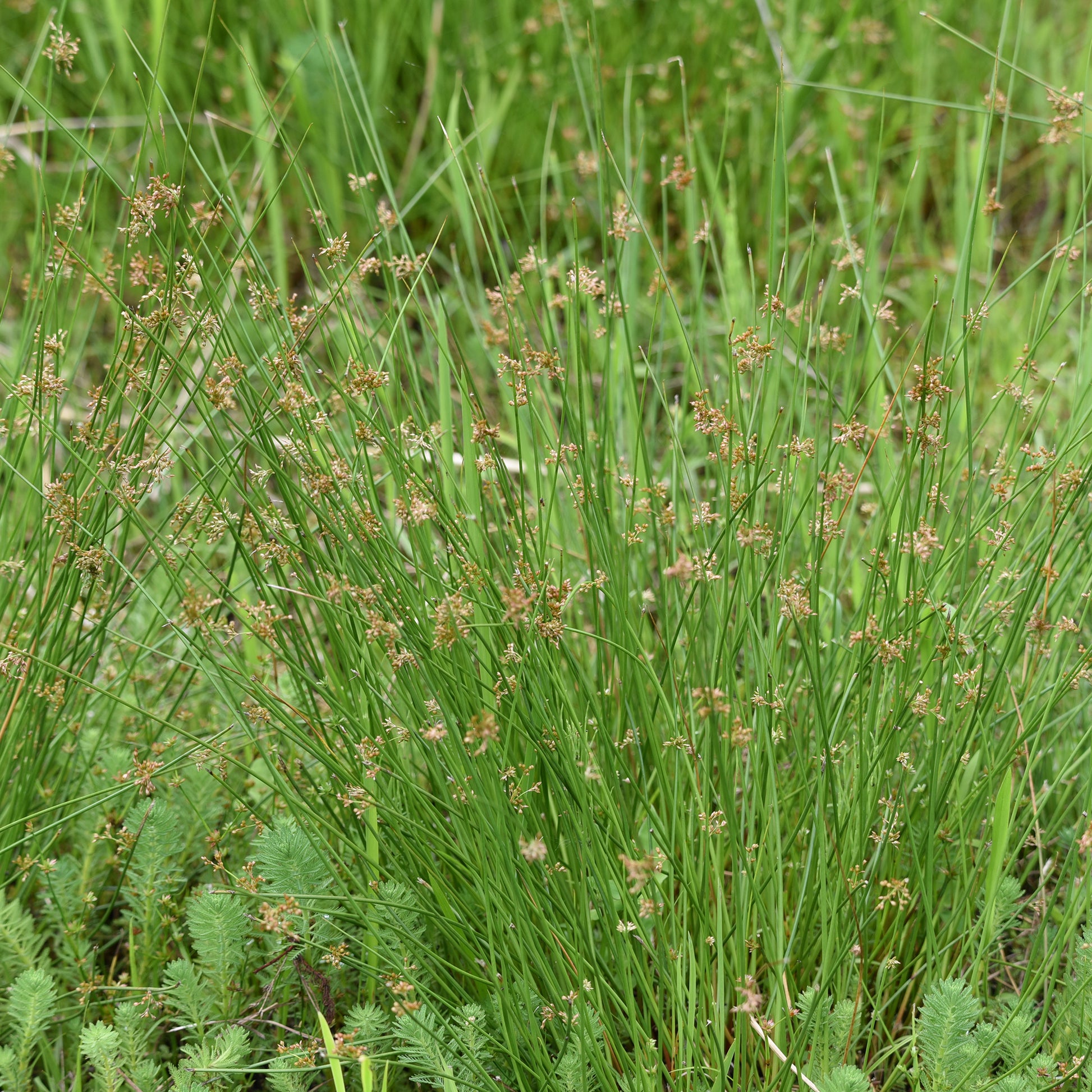 Binsen - Flatter Binse - Juncus effusus